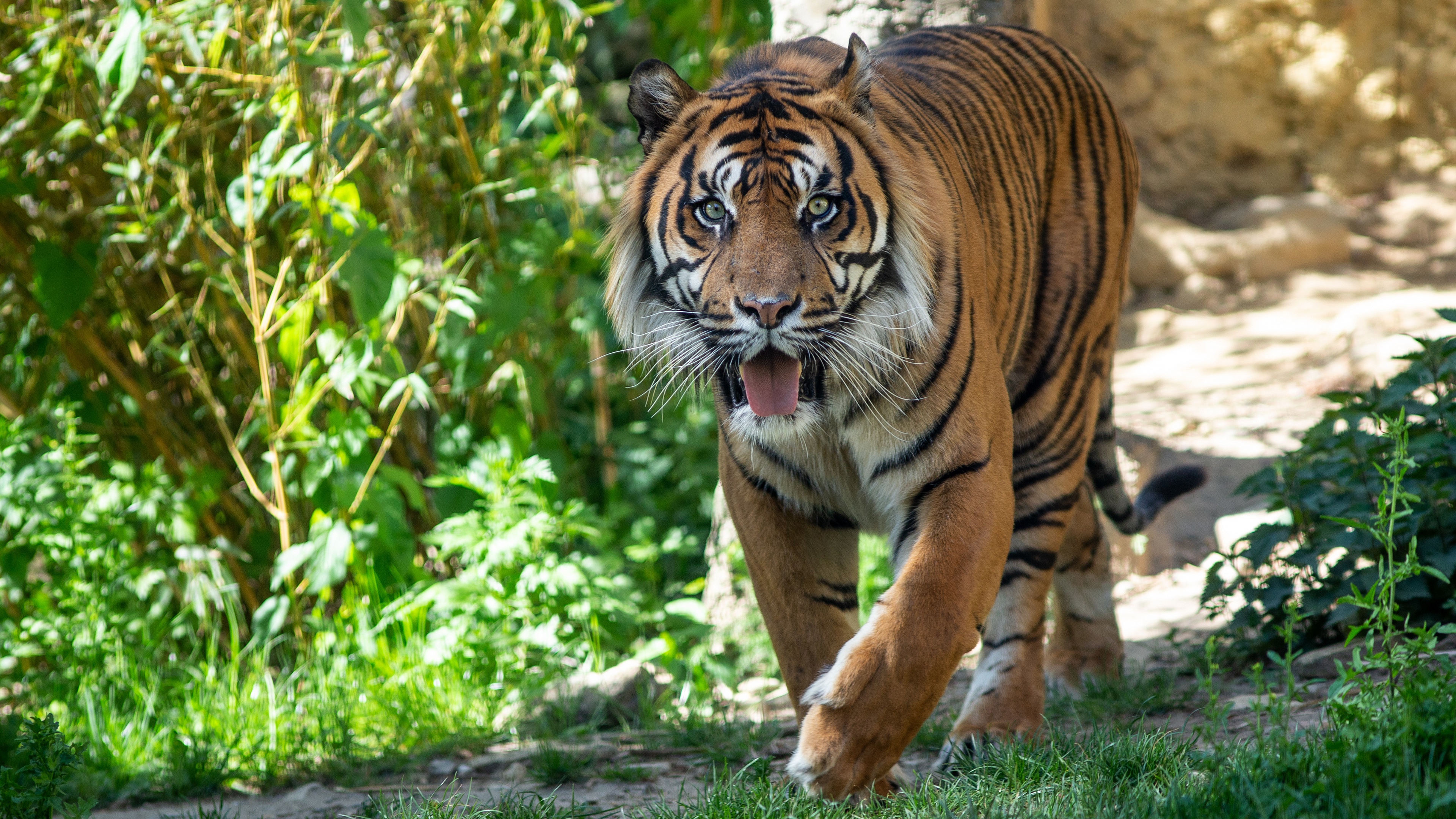 Baixe gratuitamente a imagem Animais, Gatos, Tigre na área de trabalho do seu PC