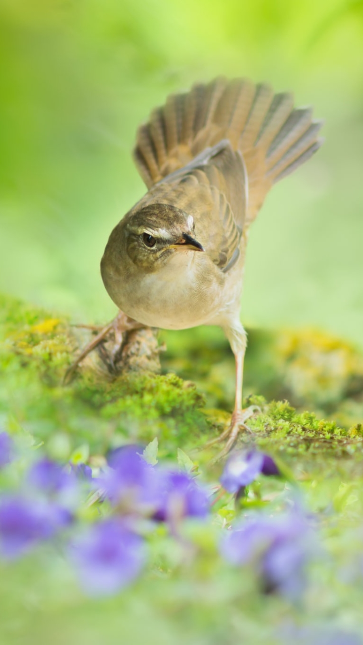 Download mobile wallpaper Birds, Flower, Macro, Bird, Animal for free.