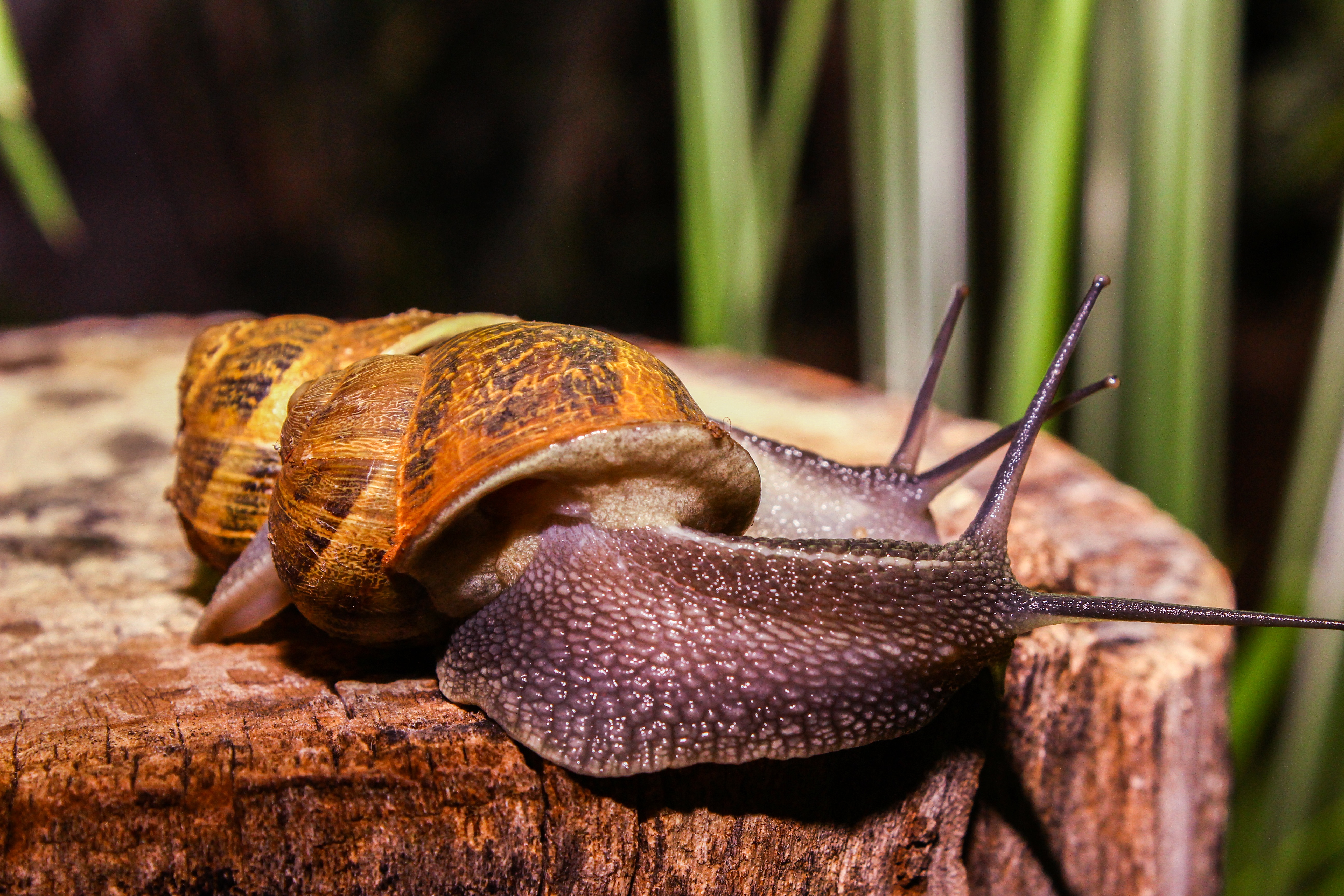 animals, snails, large, big, antennae, tendrils