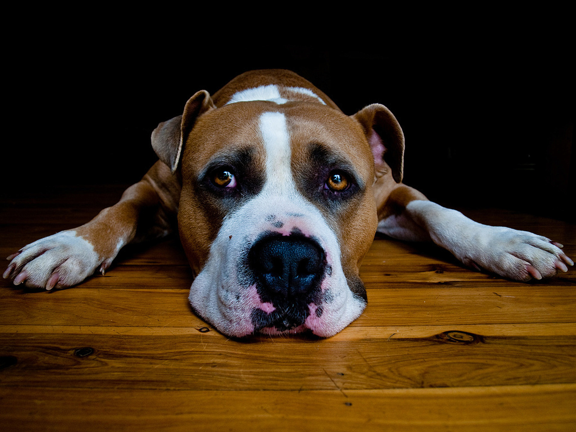 Baixar papel de parede para celular de Animais, Cães, Cão gratuito.