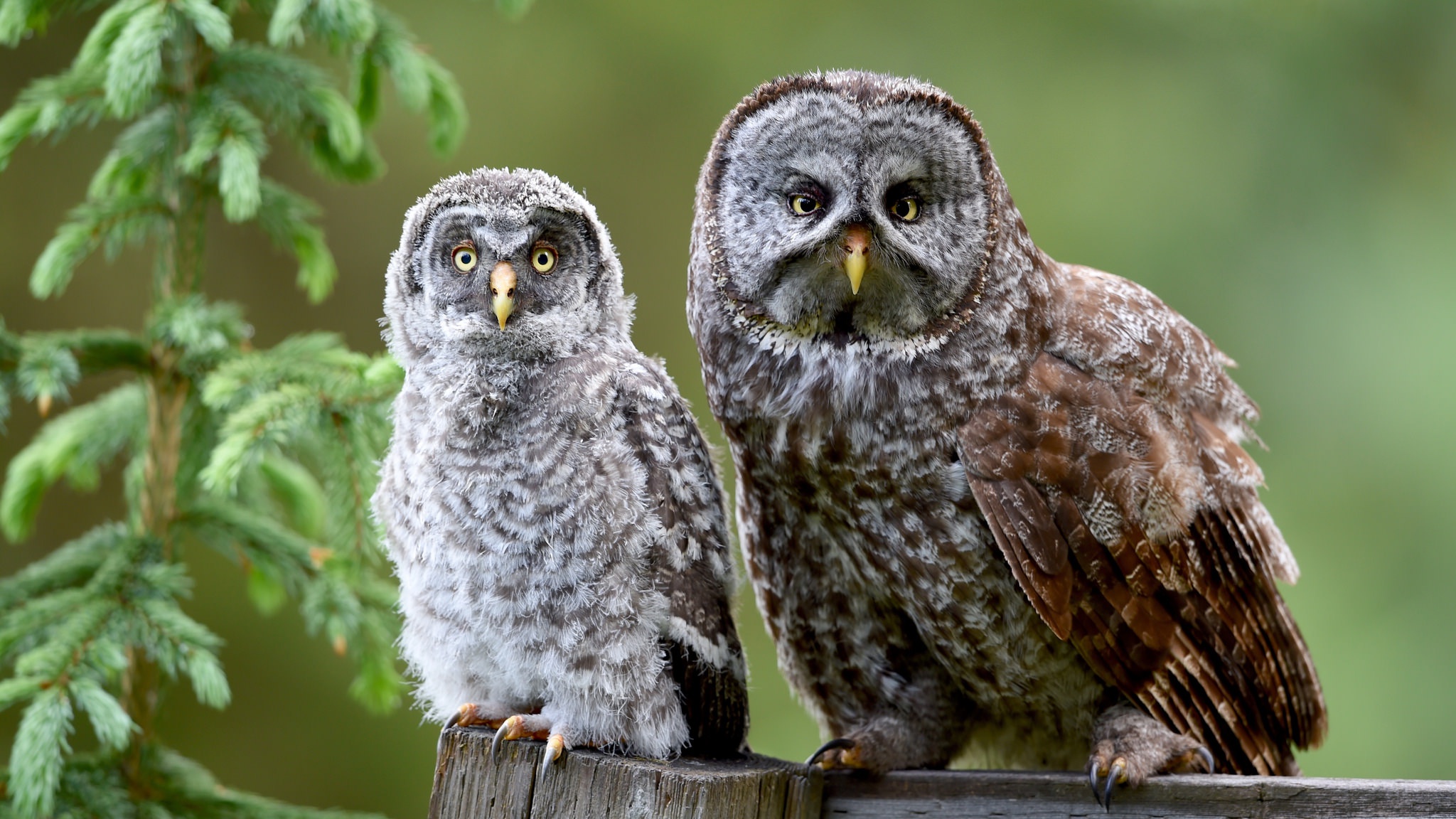 Free download wallpaper Birds, Owl, Bird, Animal on your PC desktop