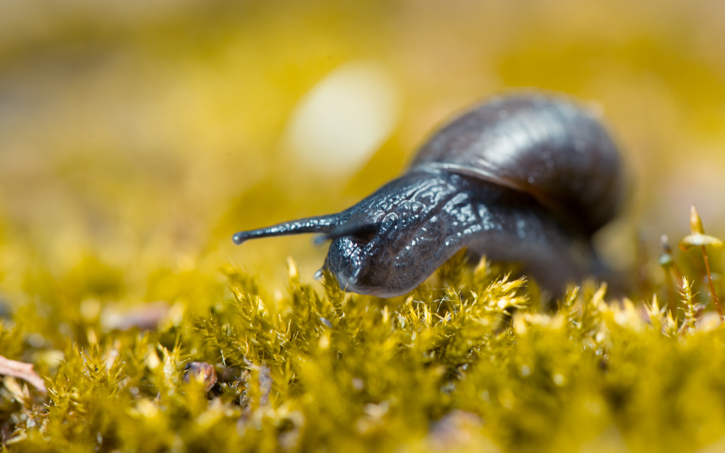 617054 Bildschirmschoner und Hintergrundbilder Schnecke auf Ihrem Telefon. Laden Sie  Bilder kostenlos herunter