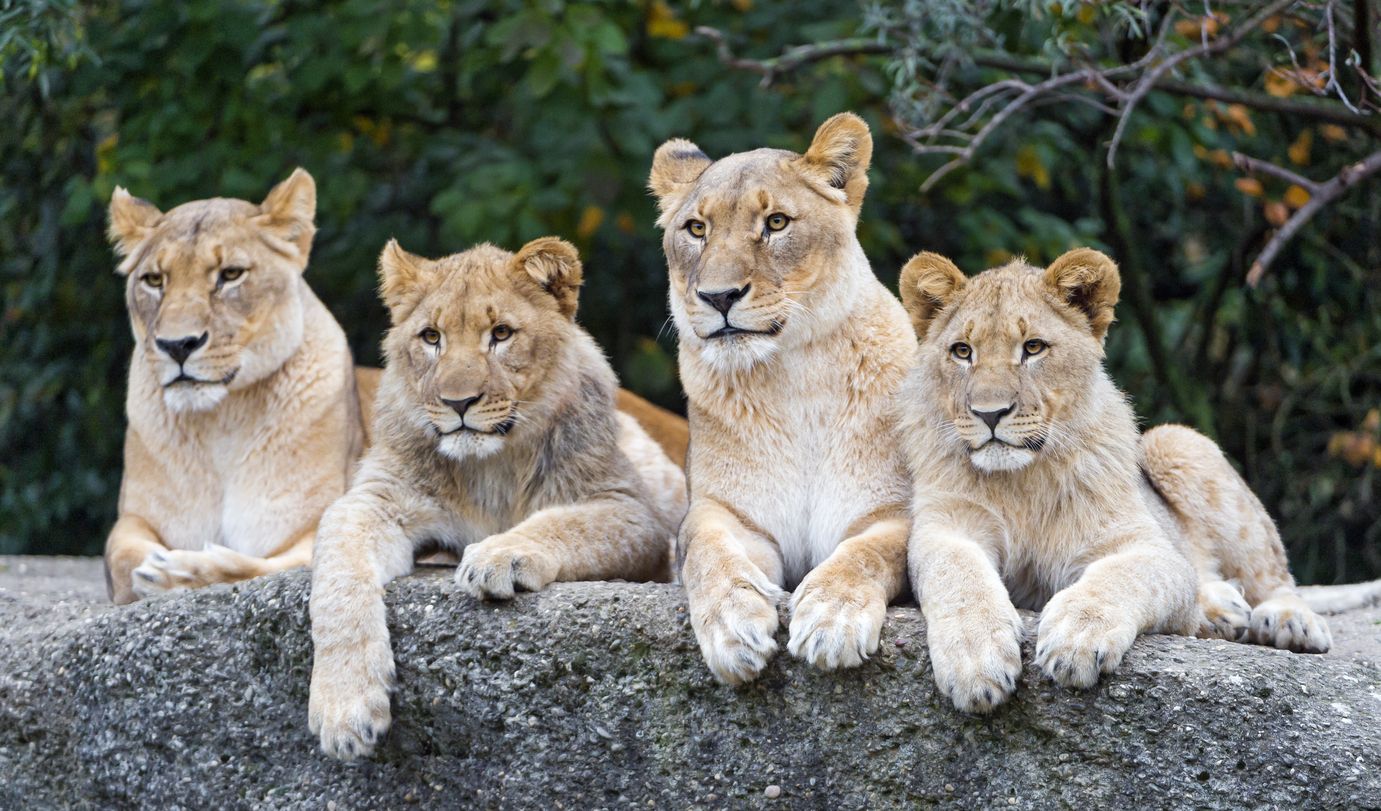 Téléchargez gratuitement l'image Animaux, Chats, Lion sur le bureau de votre PC