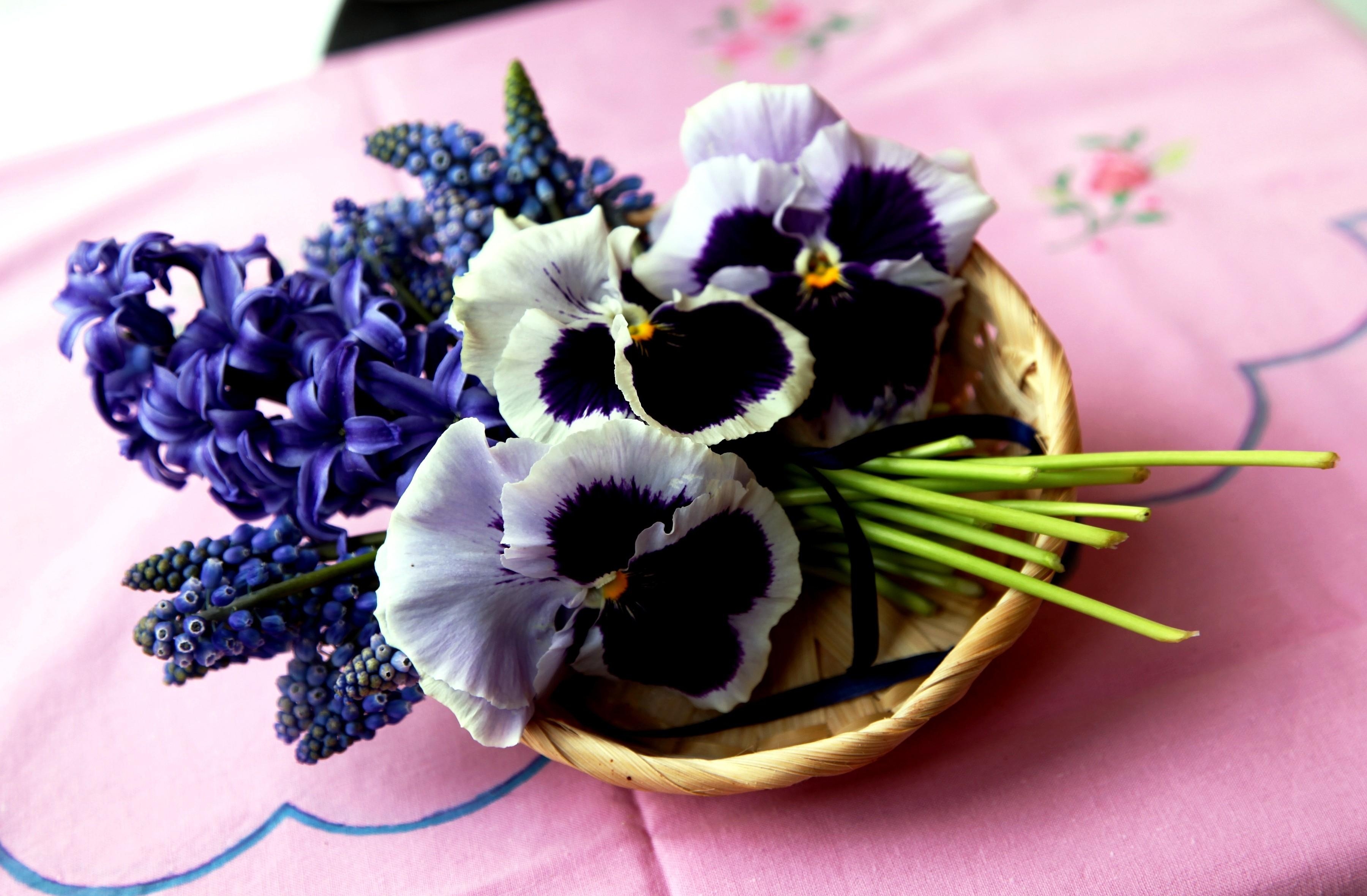 76511 télécharger l'image fleurs, culottes, hyacinth, bouquet, panier, muscari, muskari - fonds d'écran et économiseurs d'écran gratuits