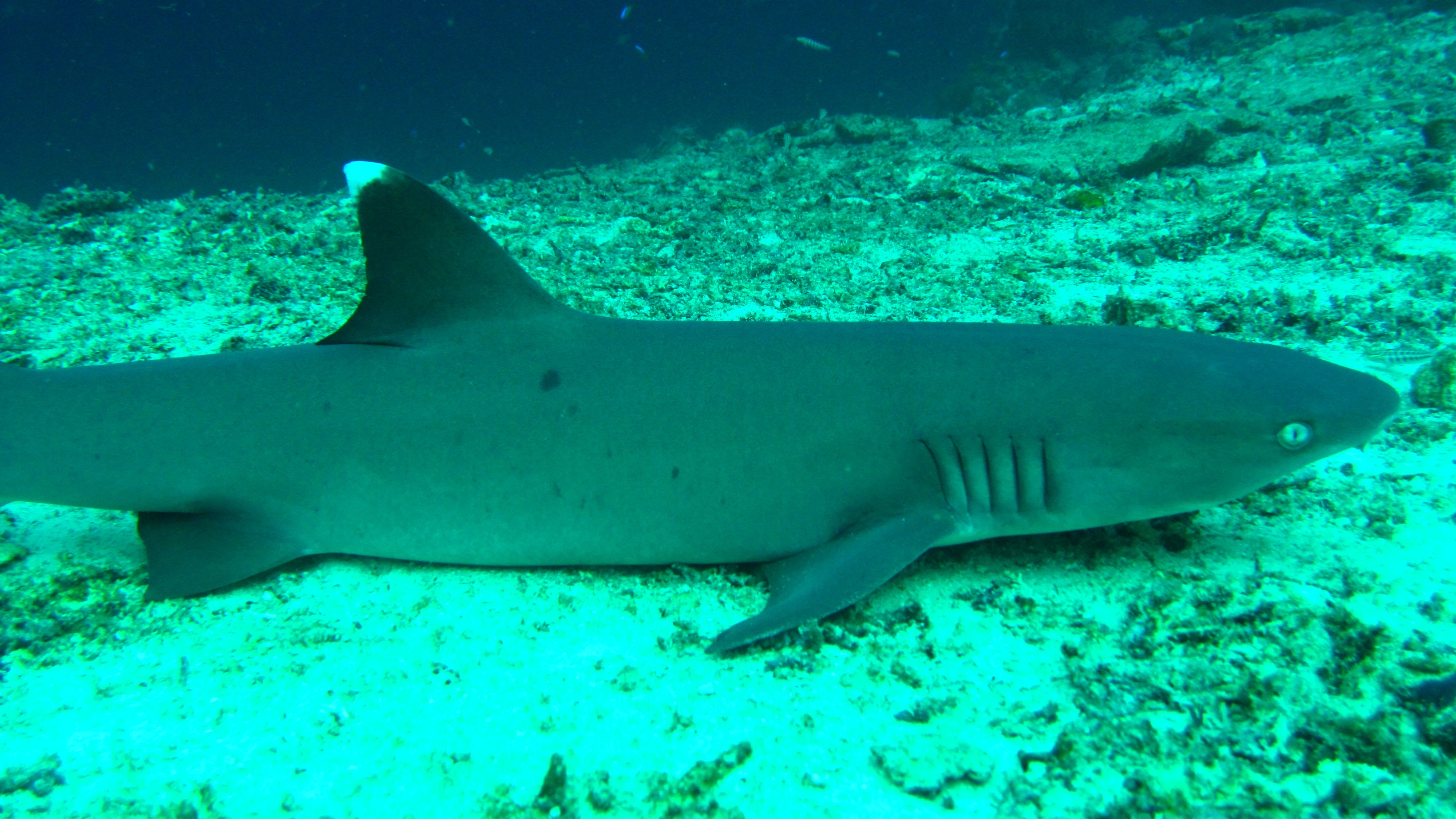 635024 baixar imagens animais, tubarão de recife de ponta branca - papéis de parede e protetores de tela gratuitamente