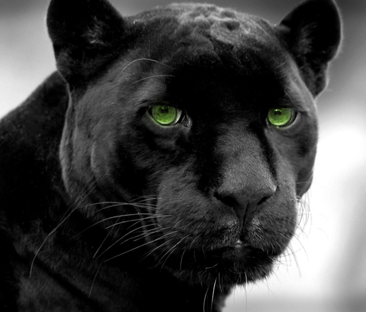Download mobile wallpaper Cats, Animal, Panther, Black Panther for free.