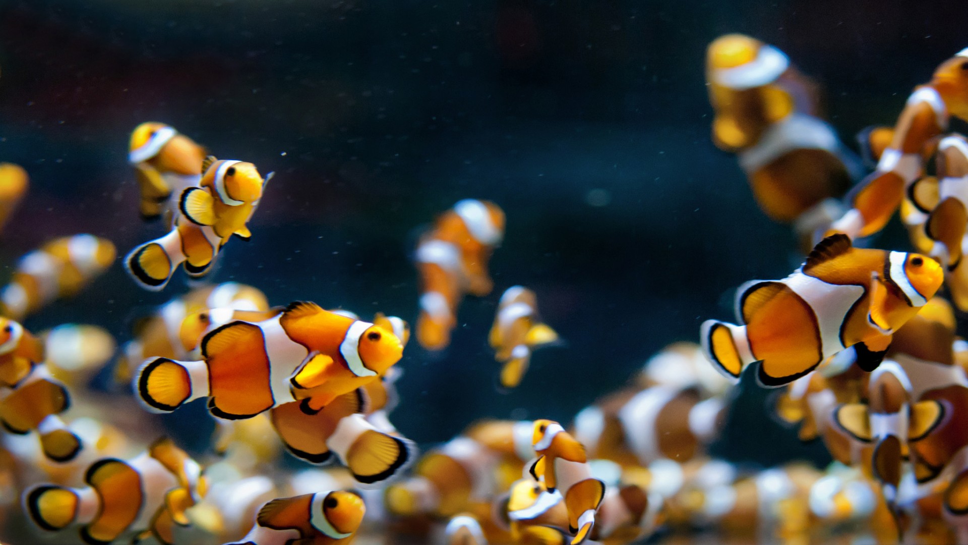 315800 descargar imagen animales, pez payaso, peces: fondos de pantalla y protectores de pantalla gratis