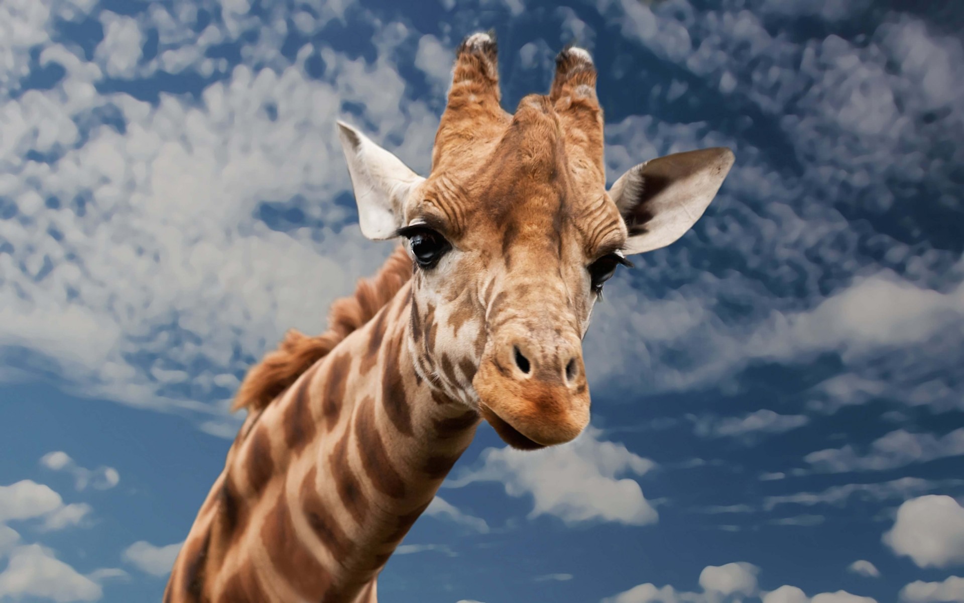 Download mobile wallpaper Close Up, Animal, Giraffe for free.