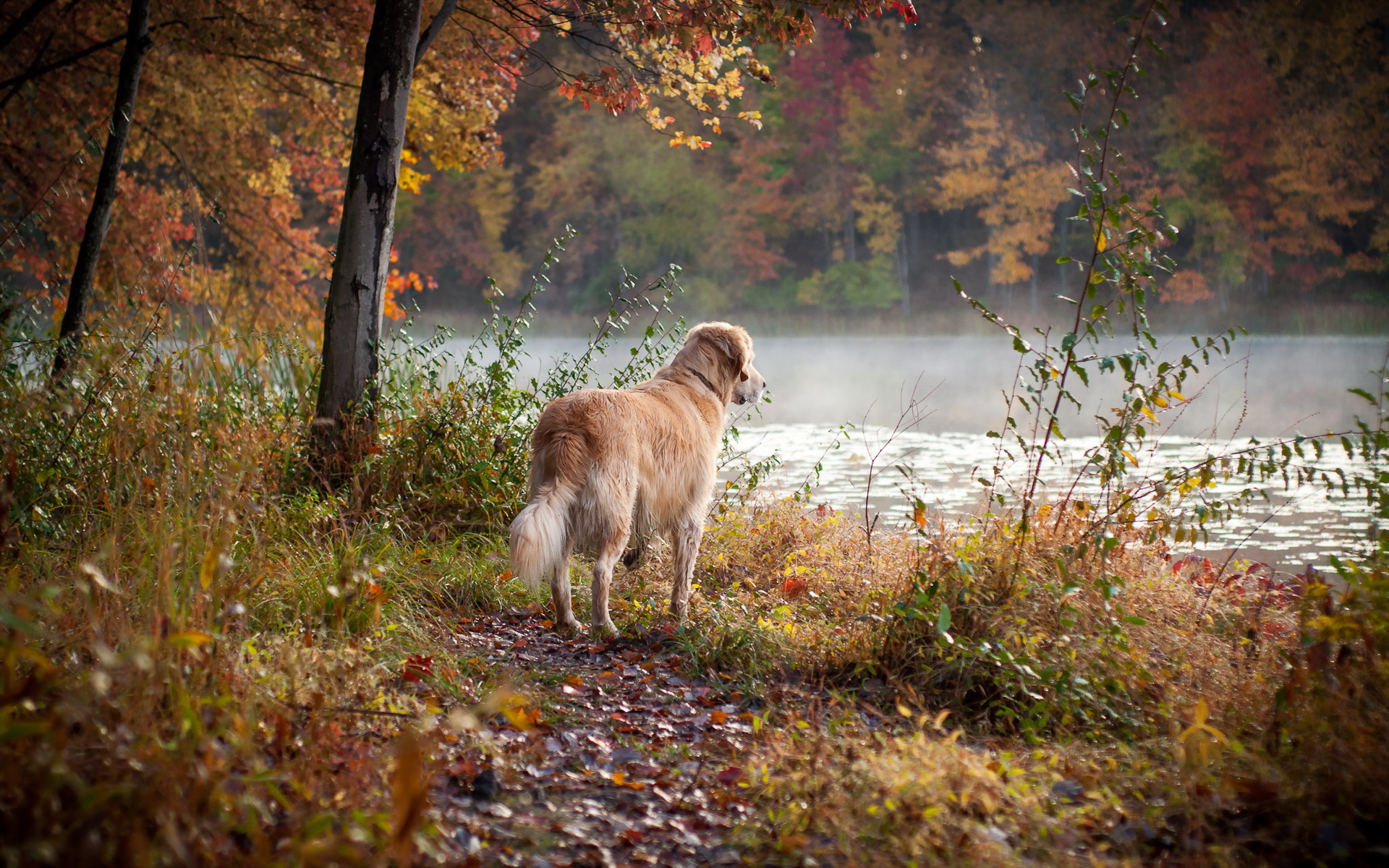 animal, golden retriever, dog, river, tree, dogs