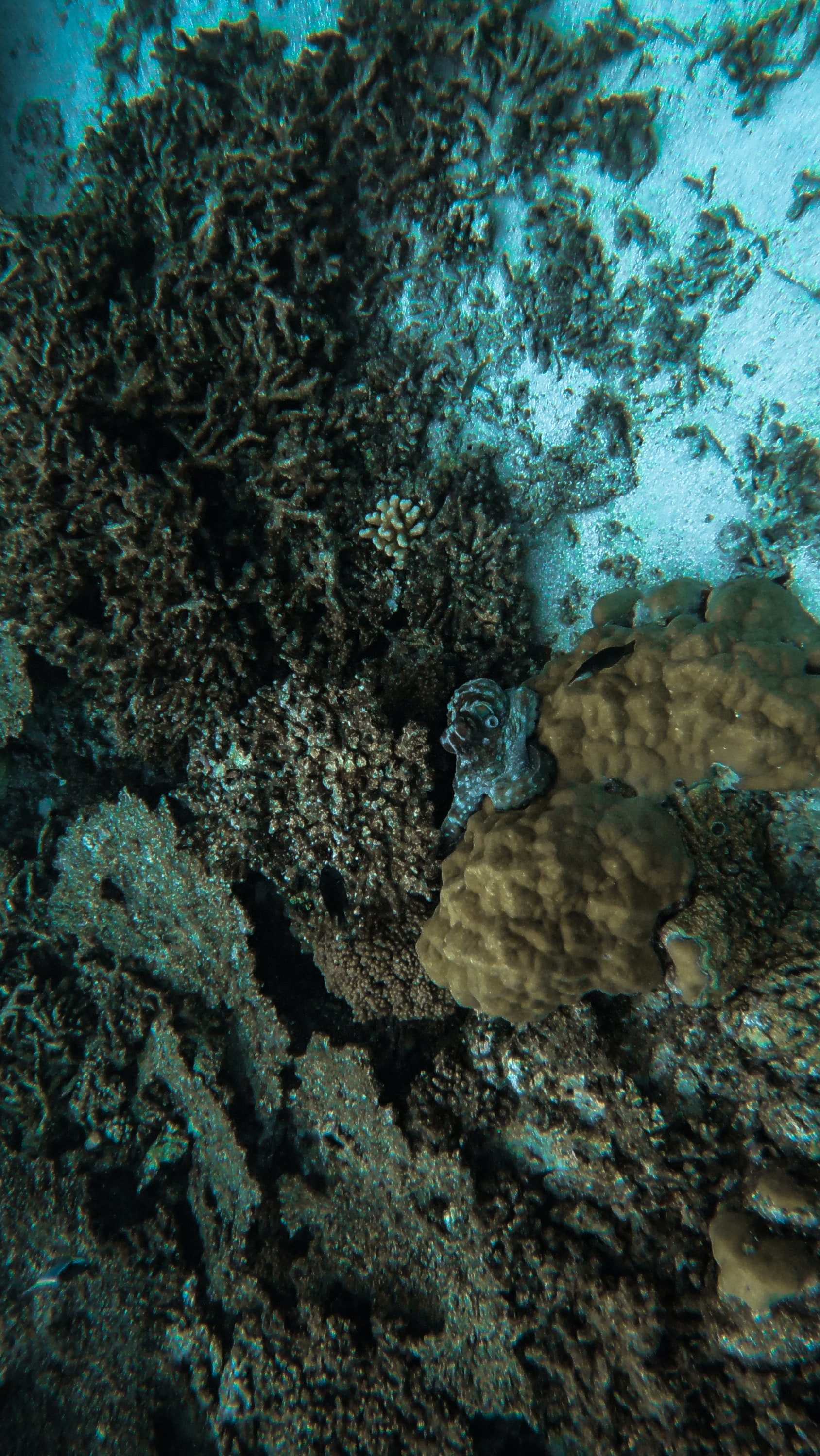 58651 Bild herunterladen natur, tintenfisch, koralle, unterwasserwelt, seetang, algen, octopus - Hintergrundbilder und Bildschirmschoner kostenlos