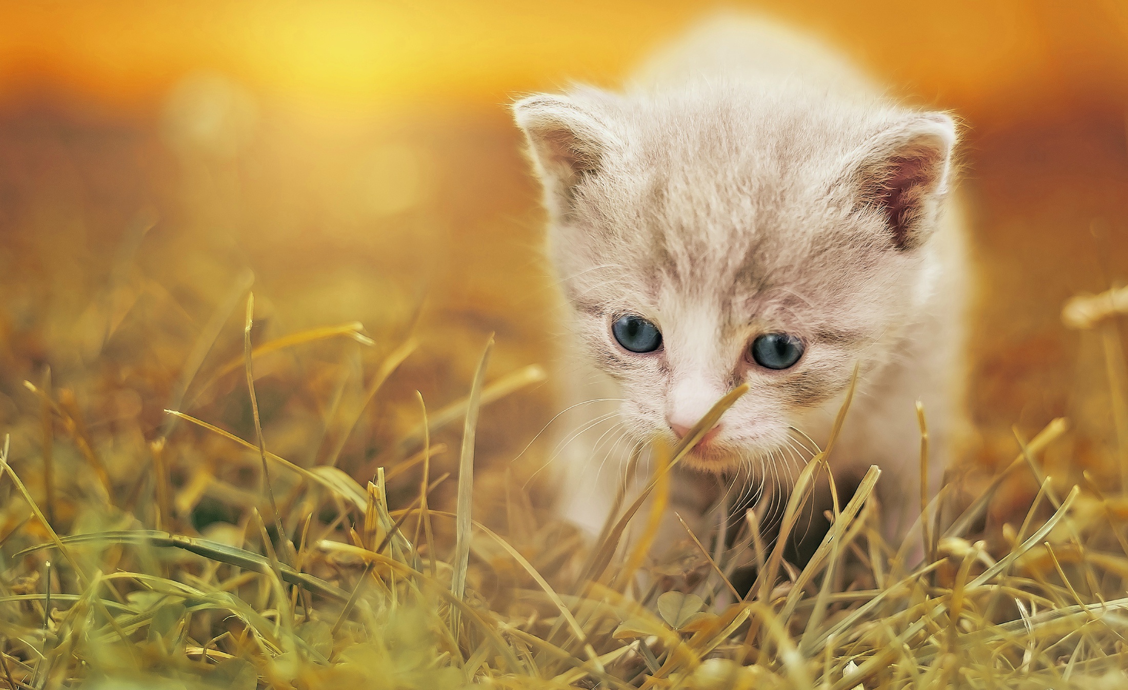 Download mobile wallpaper Cats, Grass, Cat, Kitten, Animal, Baby Animal for free.