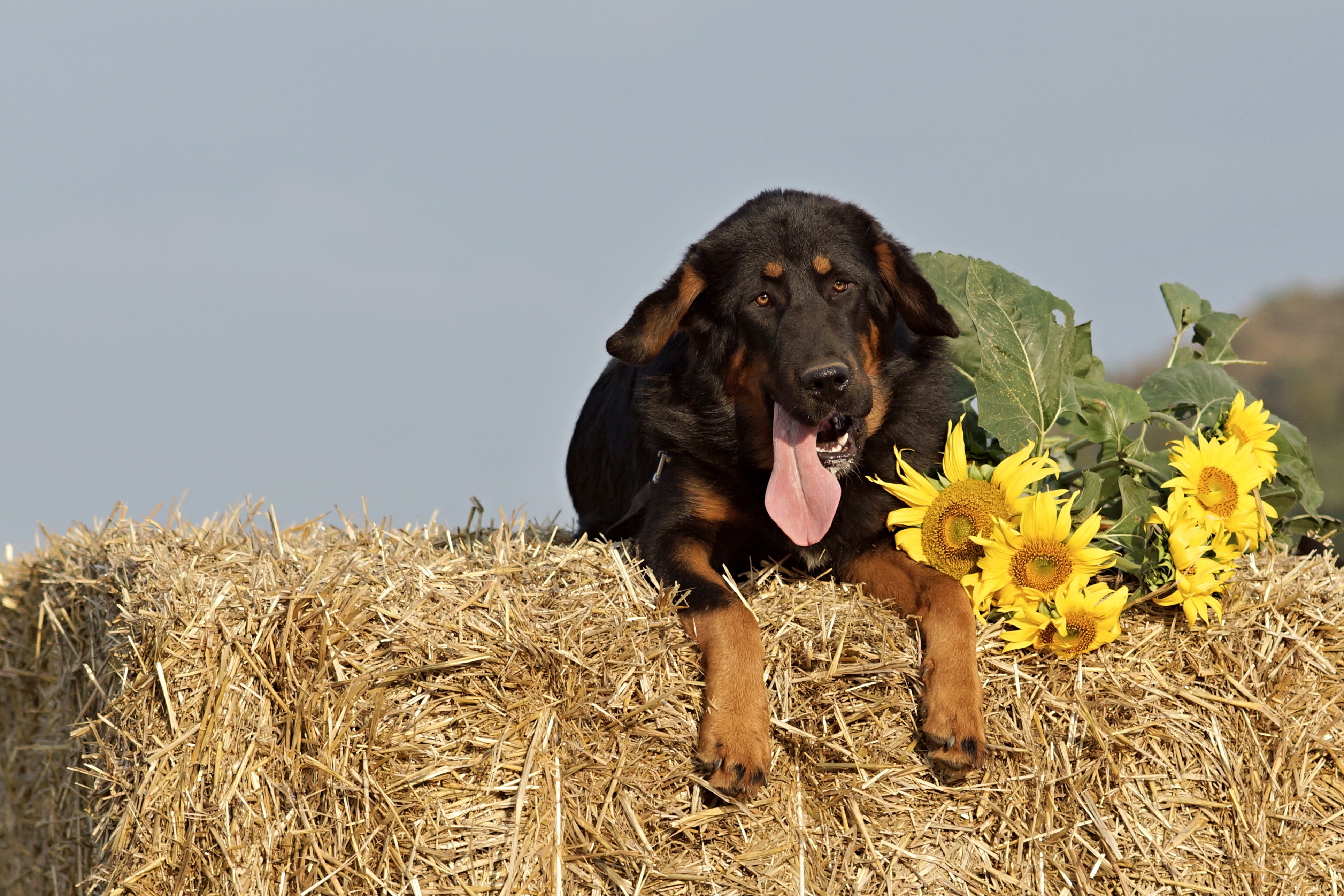 animals, sunflowers, dog, muzzle, sheepdog, sheep dog, hay