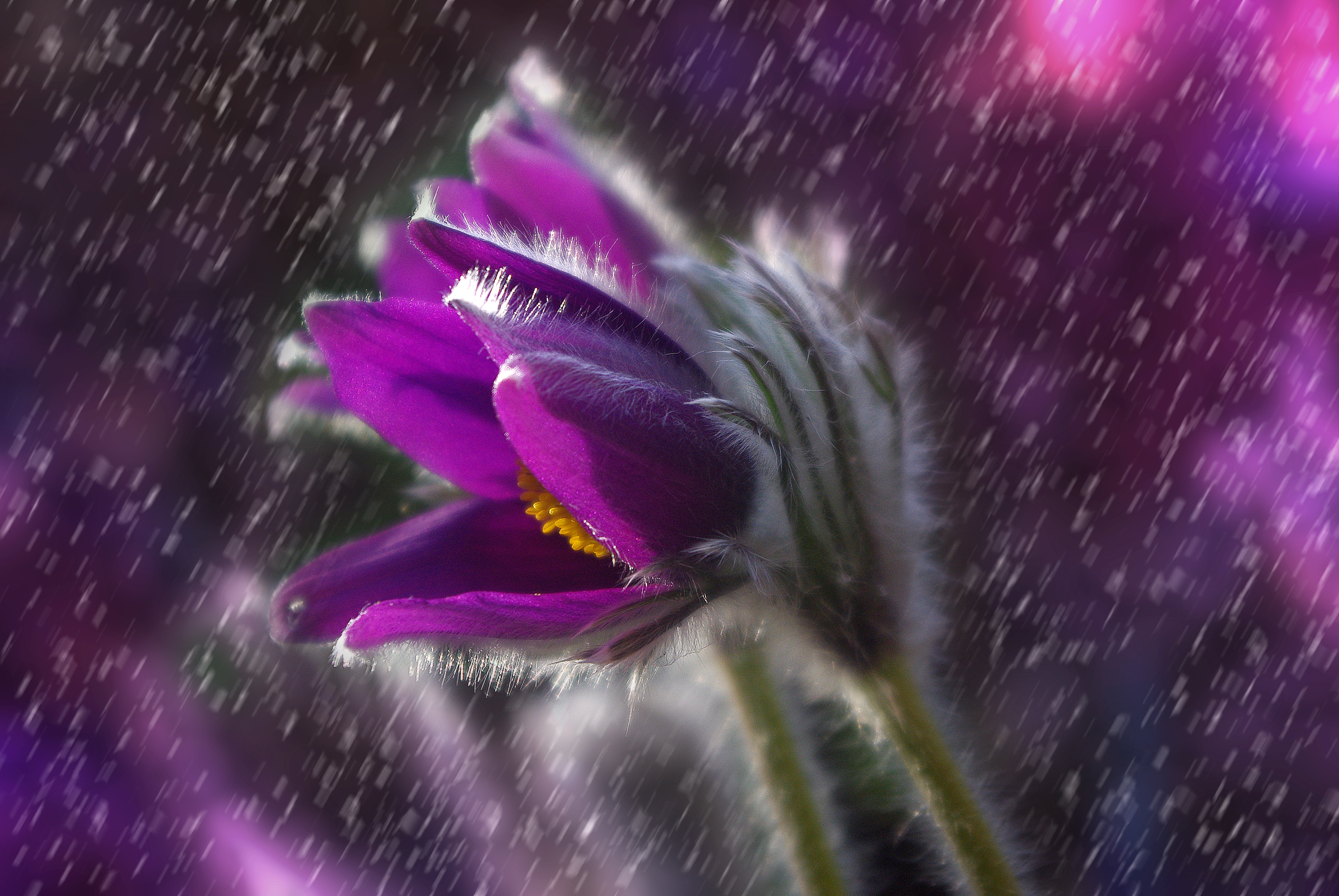 Download mobile wallpaper Nature, Flowers, Rain, Flower, Macro, Earth, Purple Flower for free.