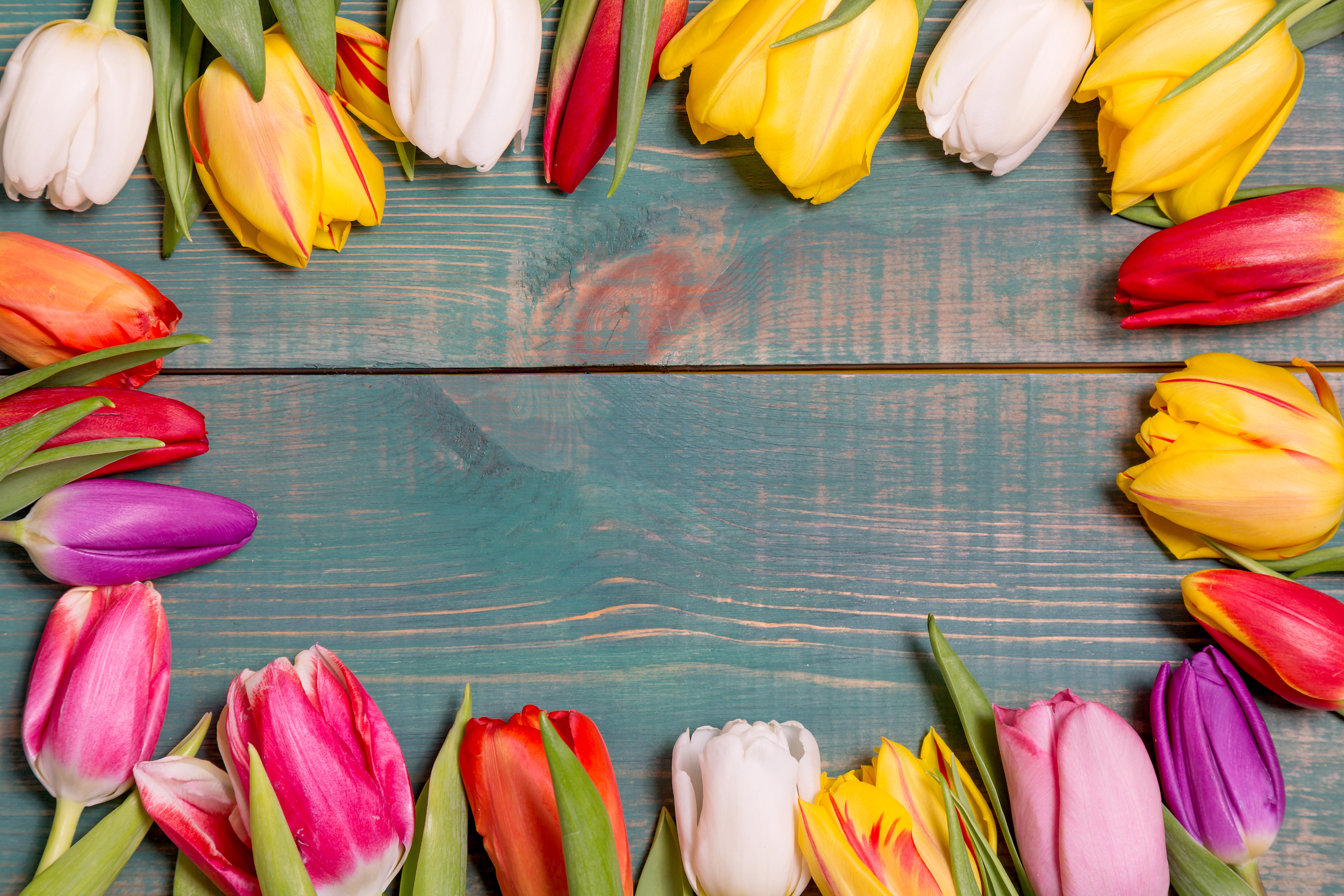 Laden Sie das Blumen, Tulpe, Erde/natur-Bild kostenlos auf Ihren PC-Desktop herunter