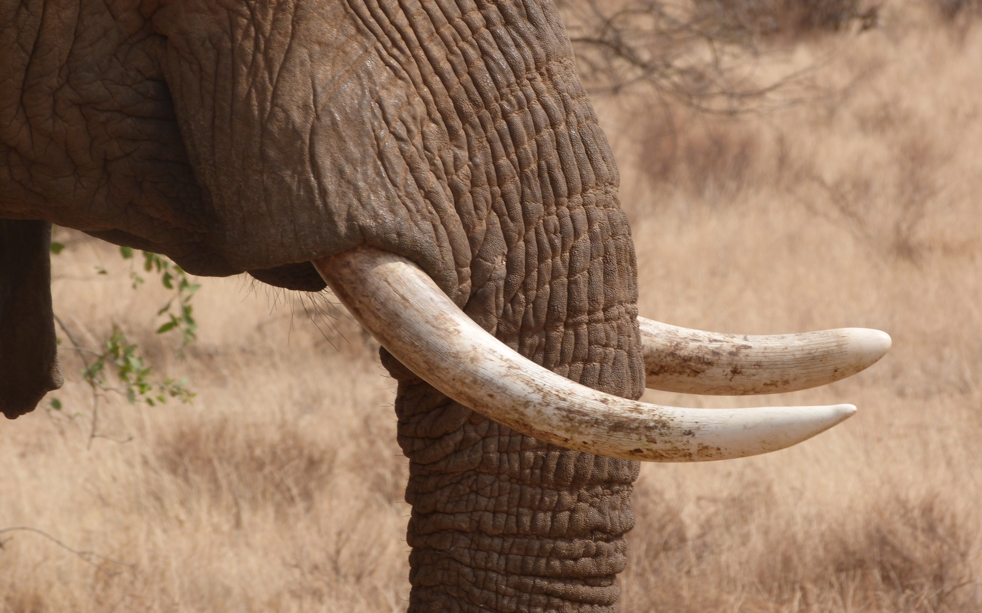 Téléchargez gratuitement l'image Éléphant De Savane D'afrique, Éléphants, Animaux sur le bureau de votre PC