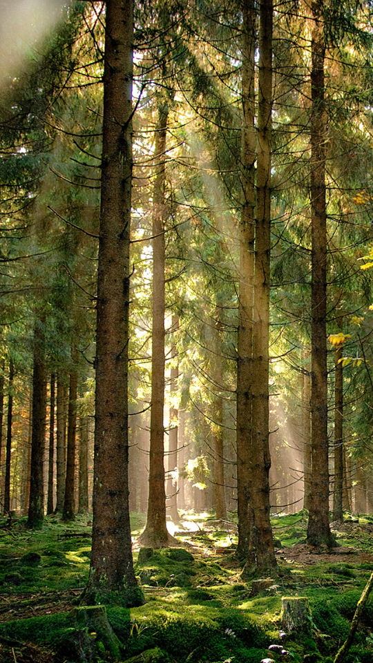 Download mobile wallpaper Light, Forest, Tree, Earth, Sunbeam, Sunbean for free.