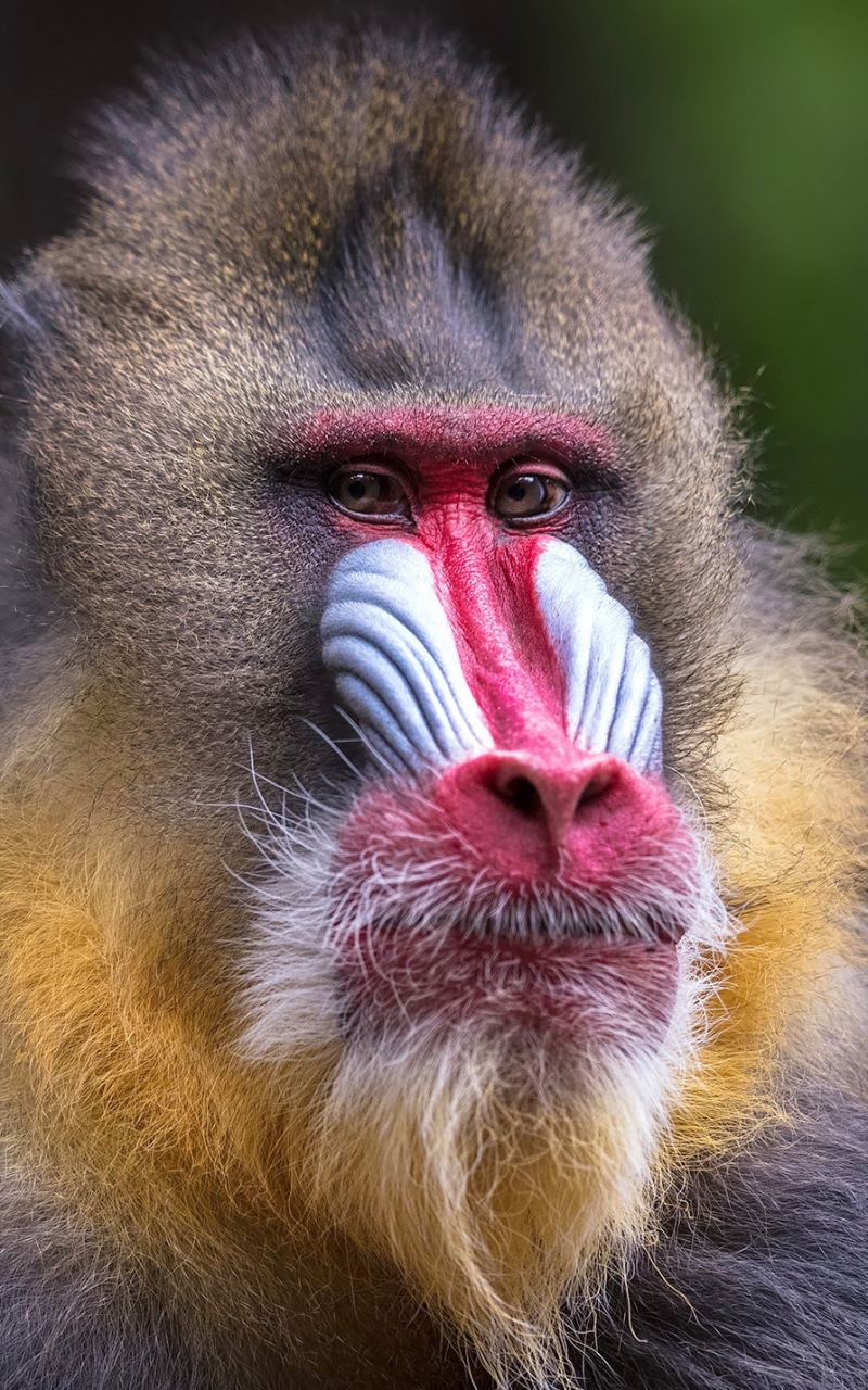 Descarga gratuita de fondo de pantalla para móvil de Animales, Monos, Mono, Primate, Mandril.