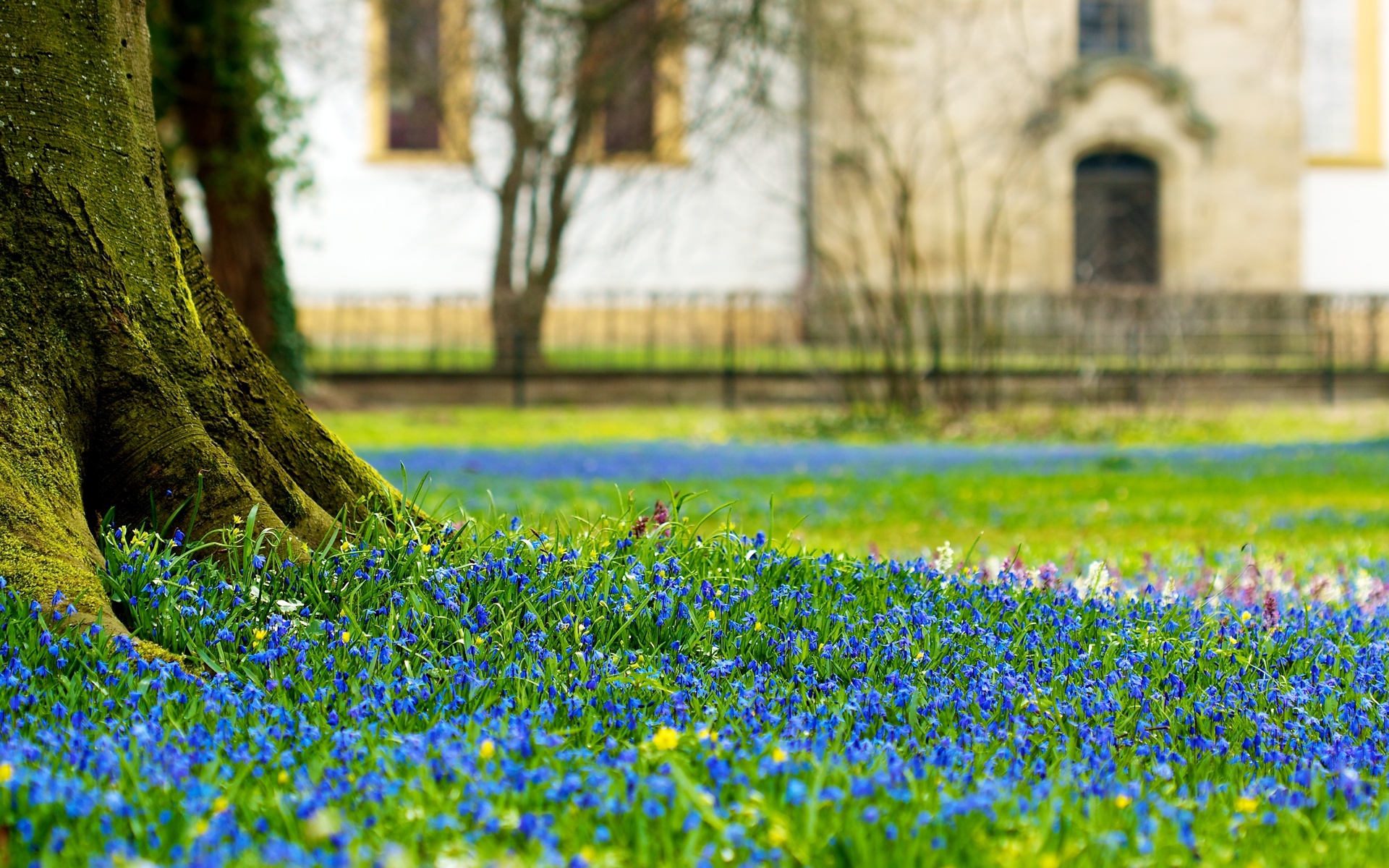 Handy-Wallpaper Blumen, Blume, Erde/natur kostenlos herunterladen.