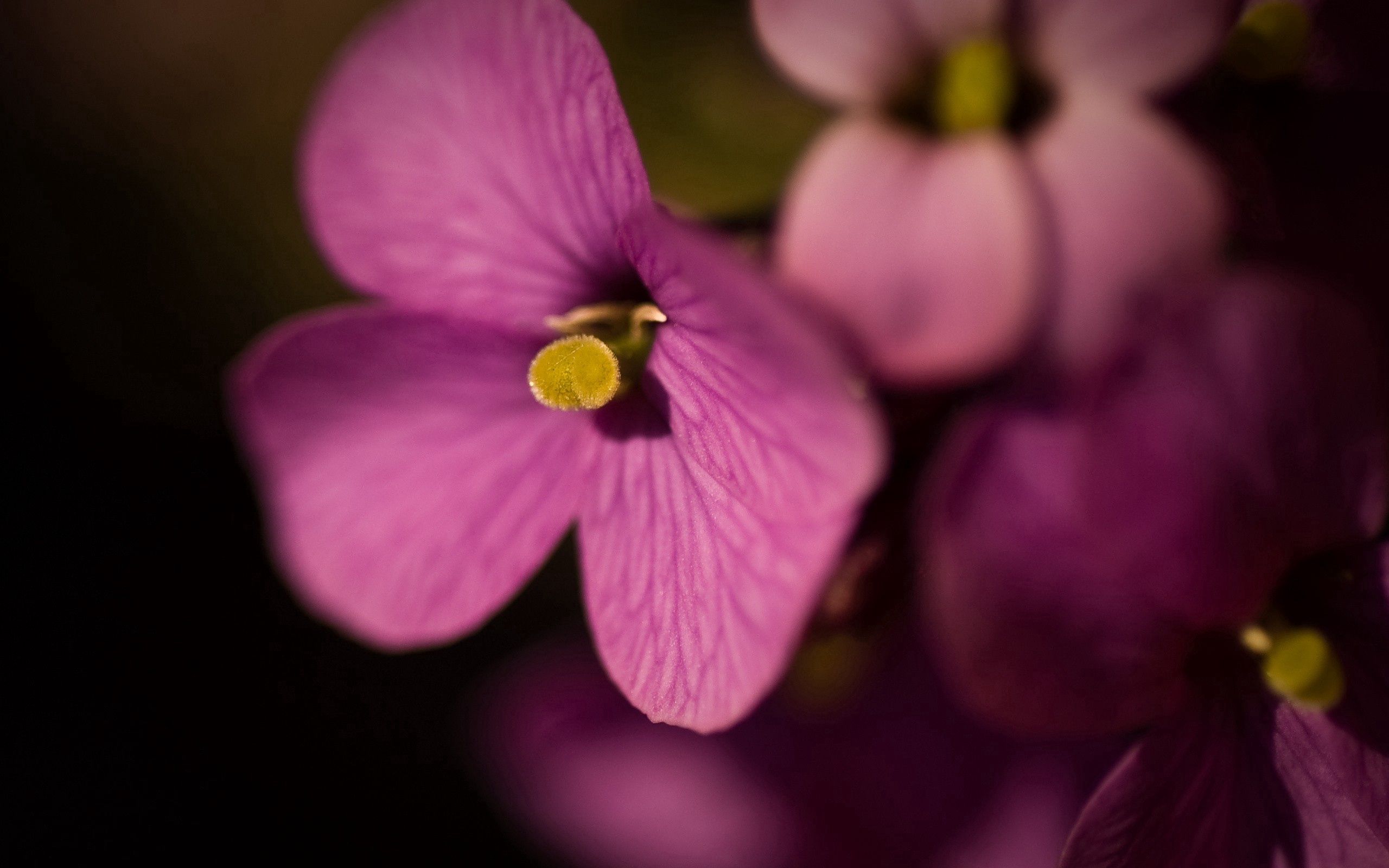 Free download wallpaper Macro, Small, Lilac, Flower on your PC desktop
