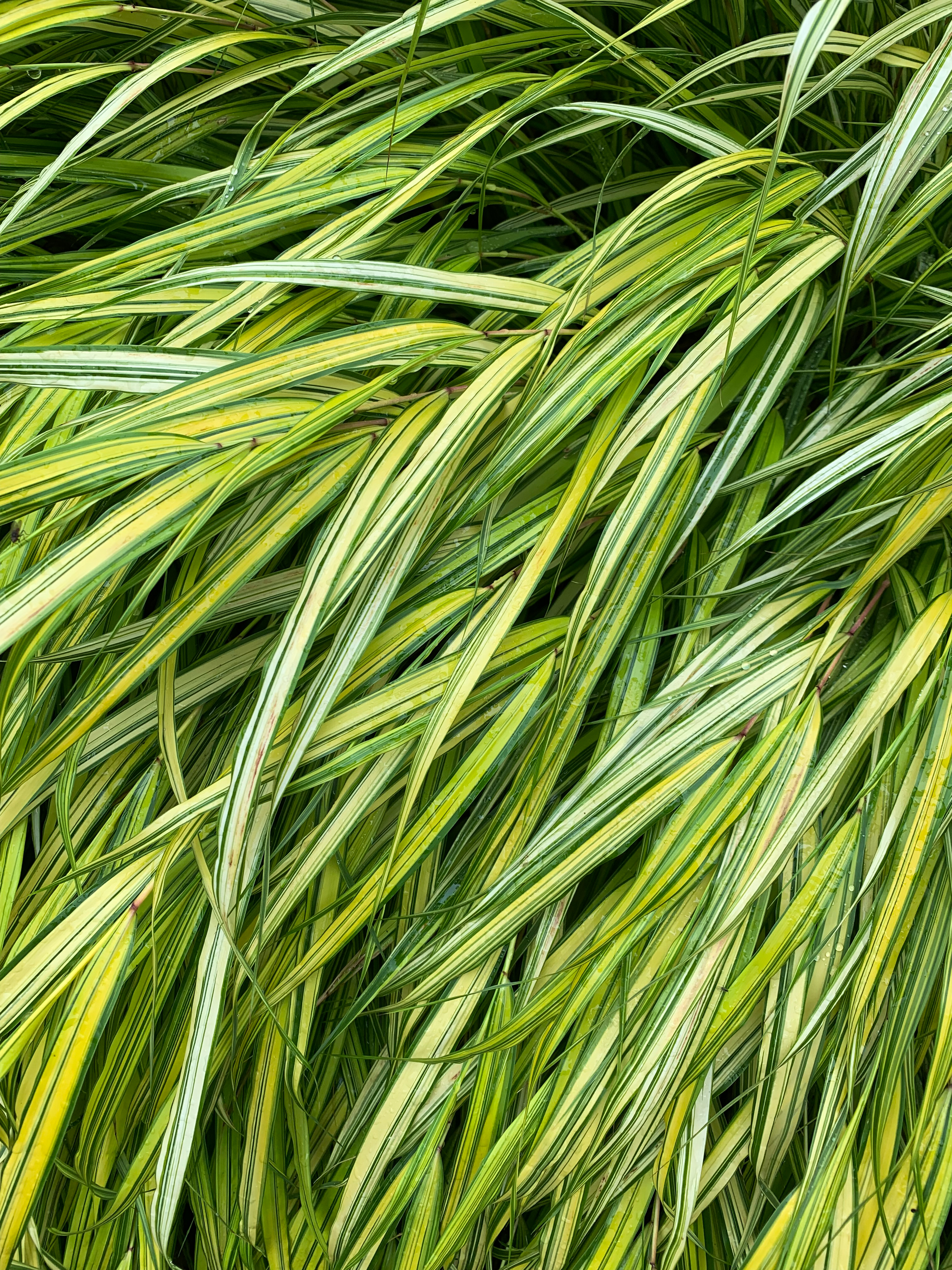 Download mobile wallpaper Grass, Wet, Macro, Plant for free.