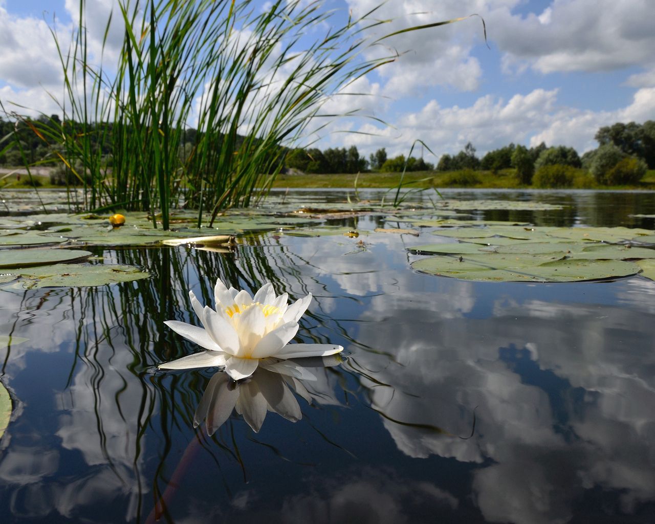 Download mobile wallpaper Reflection, Grass, Sky, Leaves, Swamp, Flowers, Water, Water Lily for free.
