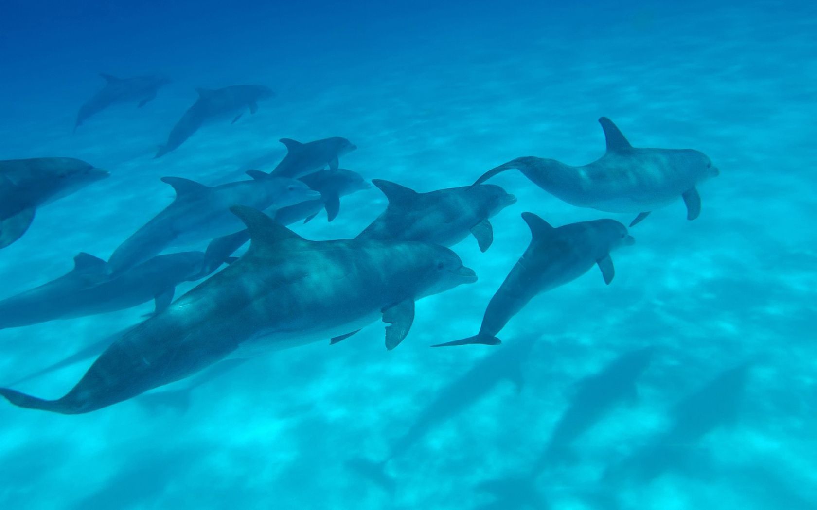 92901 télécharger le fond d'écran dauphins, animaux, mer, monde sous marin, nager - économiseurs d'écran et images gratuitement