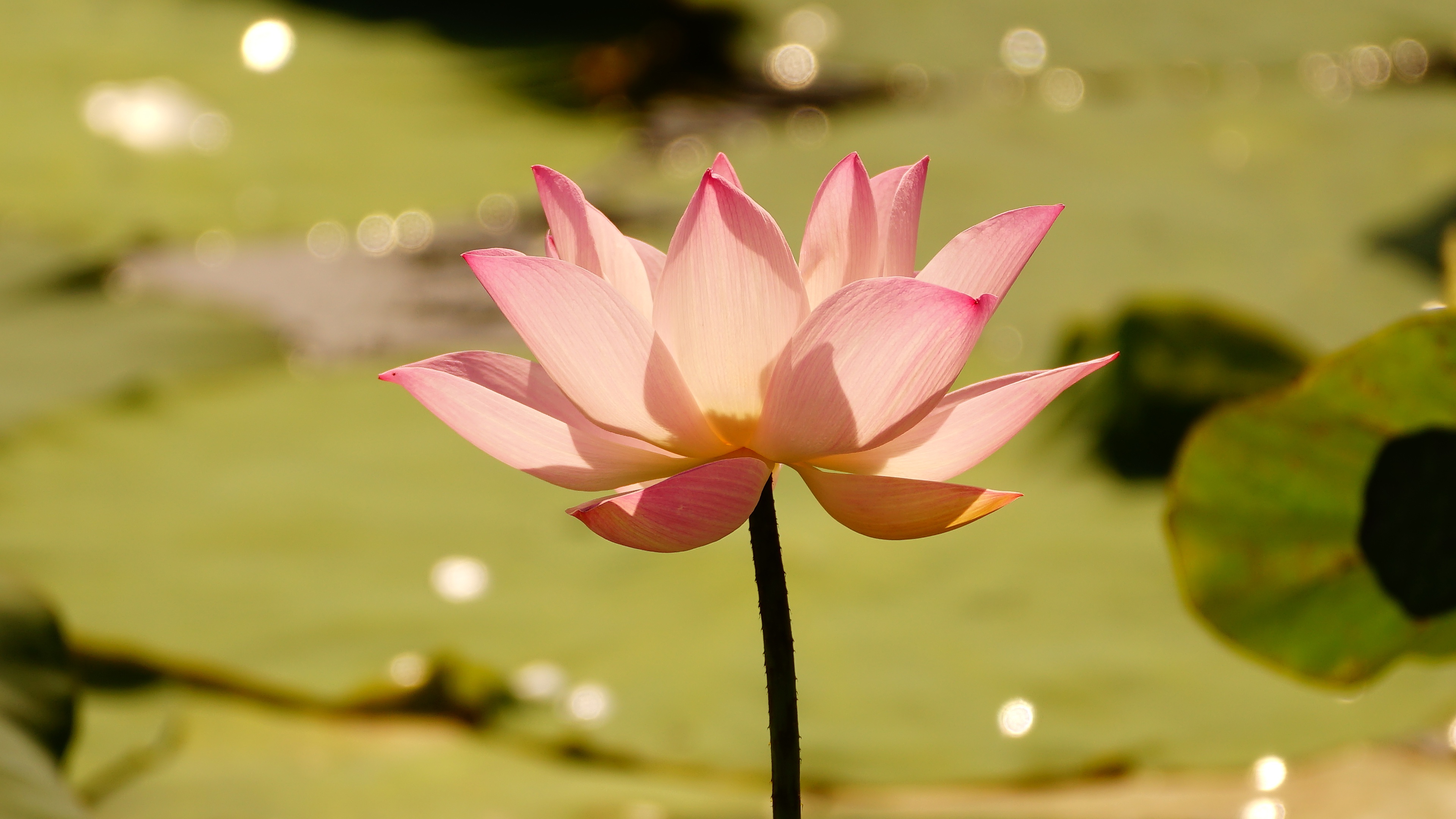 Laden Sie das Blumen, Lotus, Blume, Nahansicht, Erde/natur, Pinke Blume-Bild kostenlos auf Ihren PC-Desktop herunter