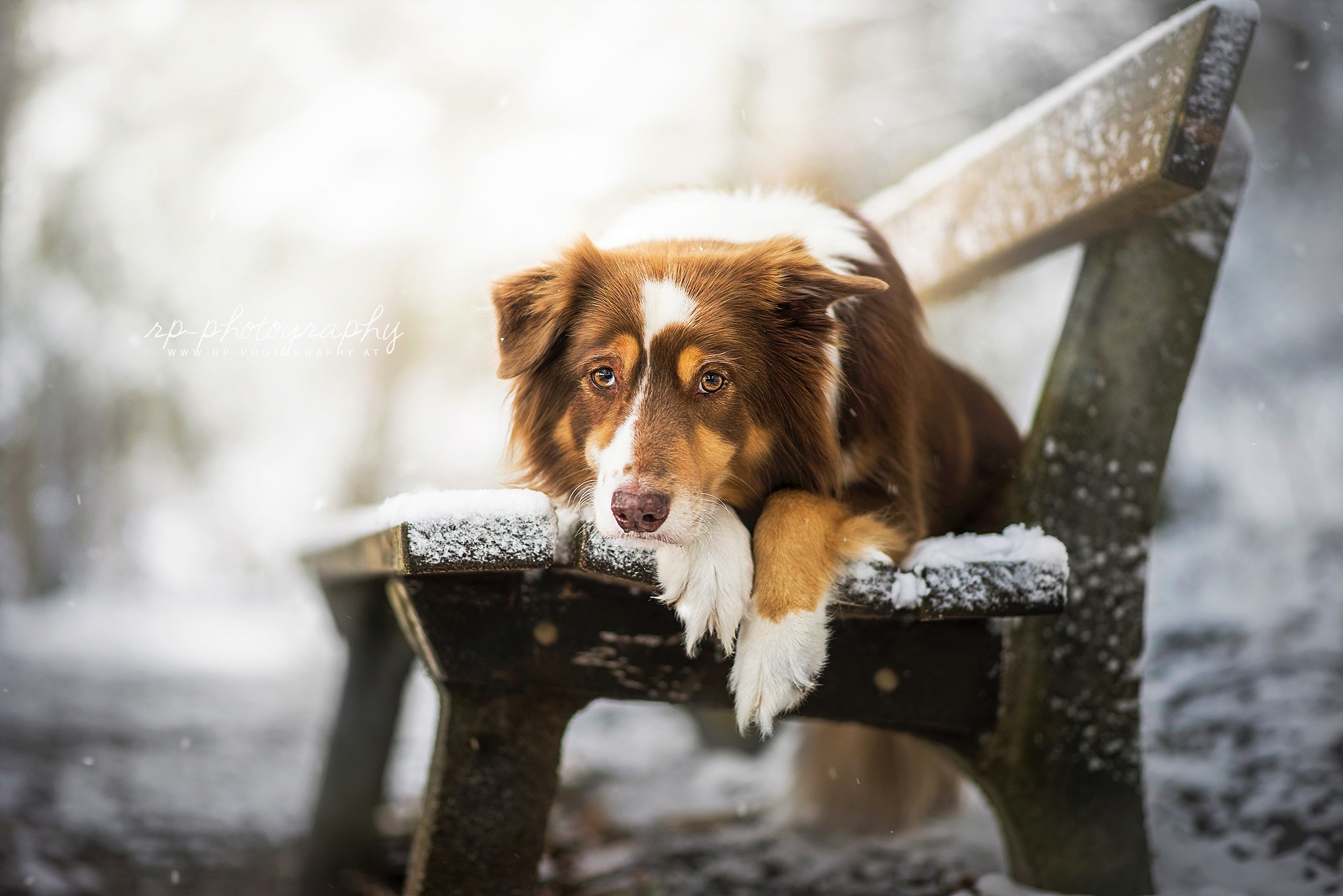 PCデスクトップに動物, 冬, 雪, 犬, ベンチ, ボーダーコリー画像を無料でダウンロード