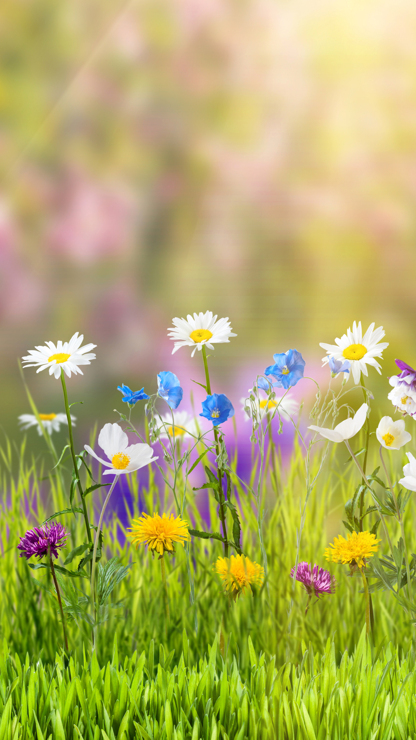 無料モバイル壁紙自然, 草, 花, 地球, 春, サニー, 黄色い花, 白い花をダウンロードします。