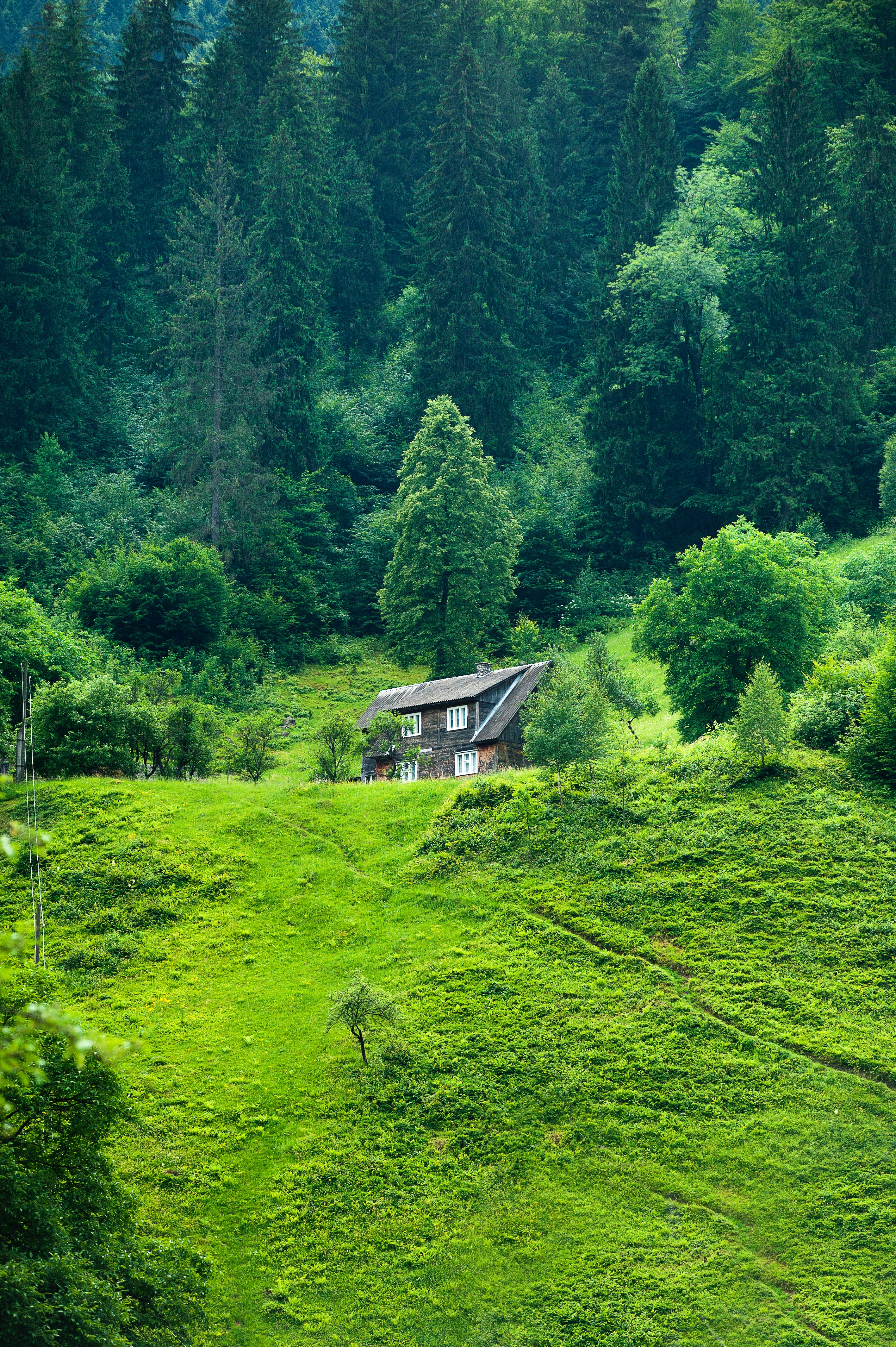 nature, forest, grass, privacy, small house, seclusion, lodge, summer