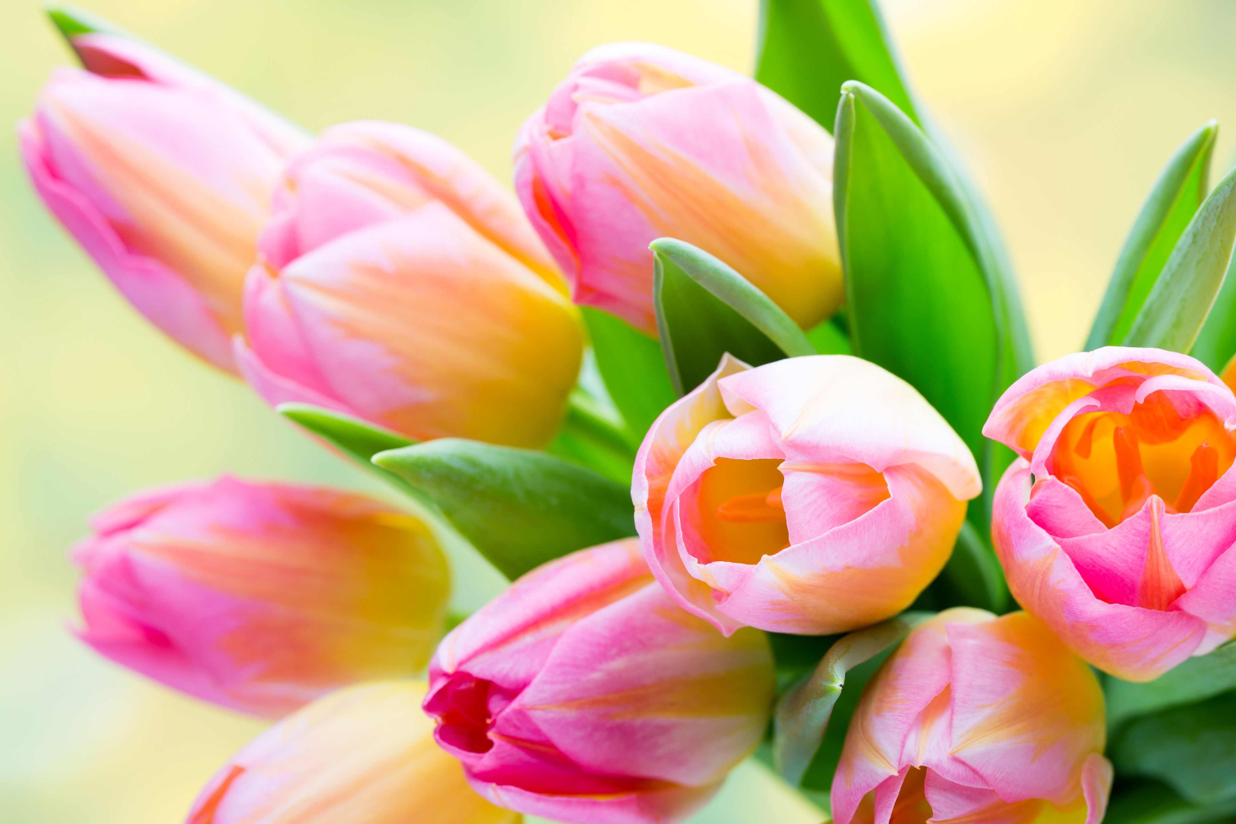 Téléchargez des papiers peints mobile Fleurs, Fleur, Tulipe, Terre/nature, Fleur Rose gratuitement.