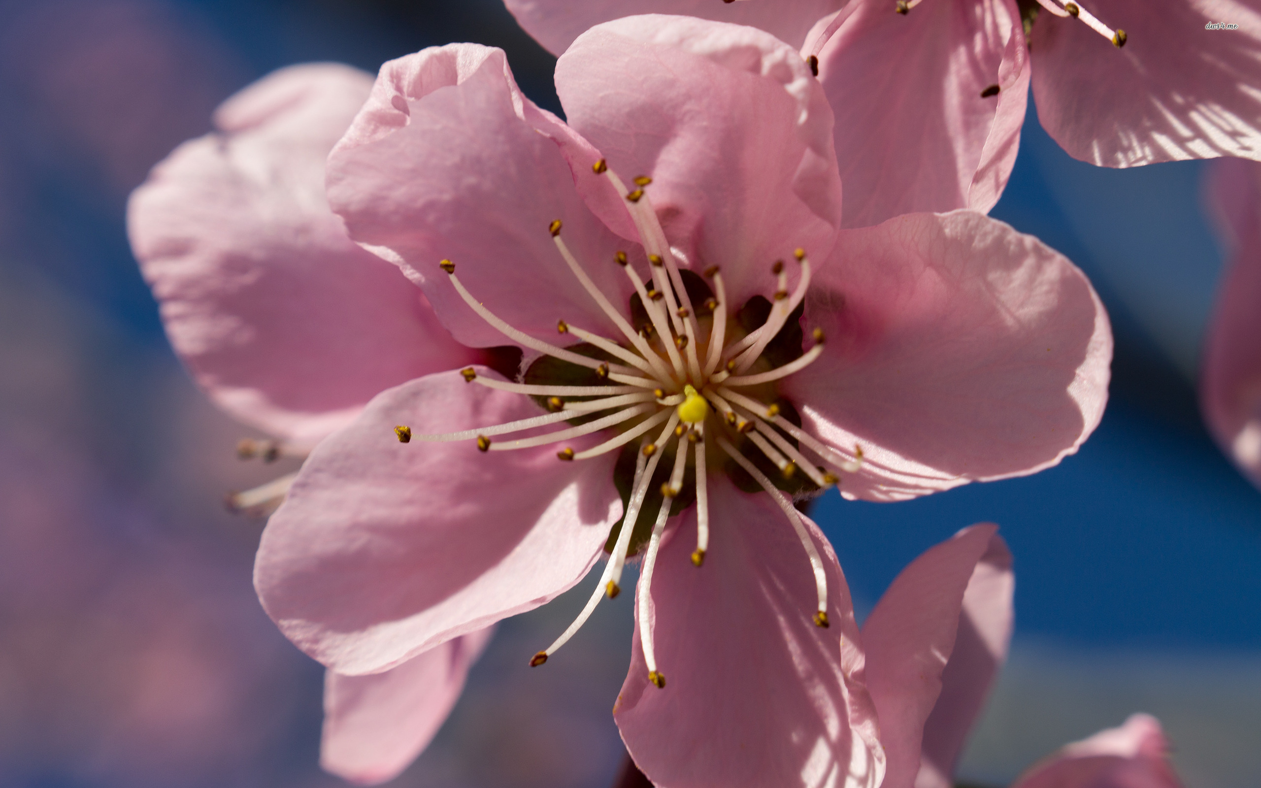 Handy-Wallpaper Blumen, Blume, Erde/natur kostenlos herunterladen.