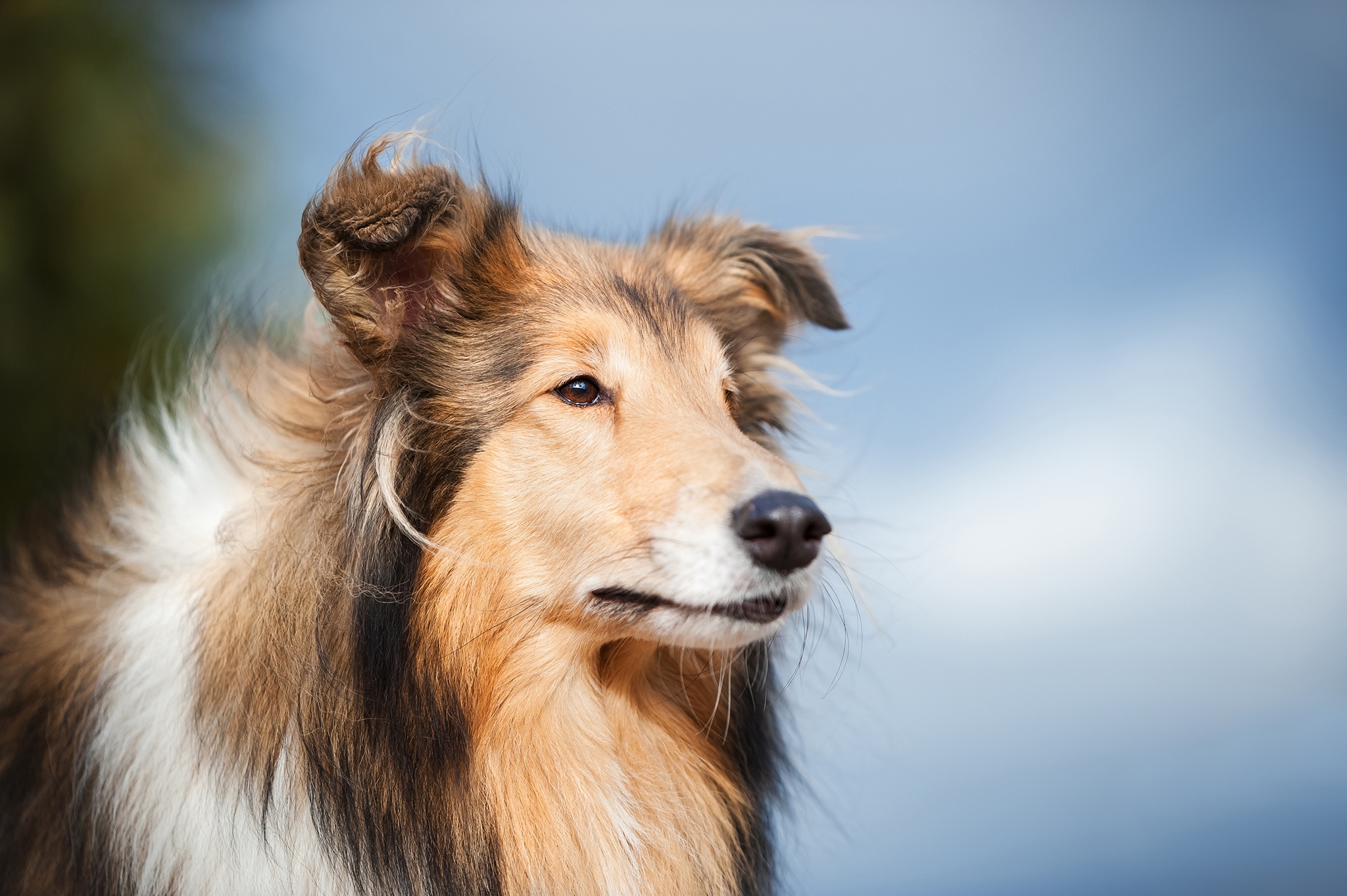 Laden Sie das Tiere, Hunde, Hund, Langhaarcollie-Bild kostenlos auf Ihren PC-Desktop herunter