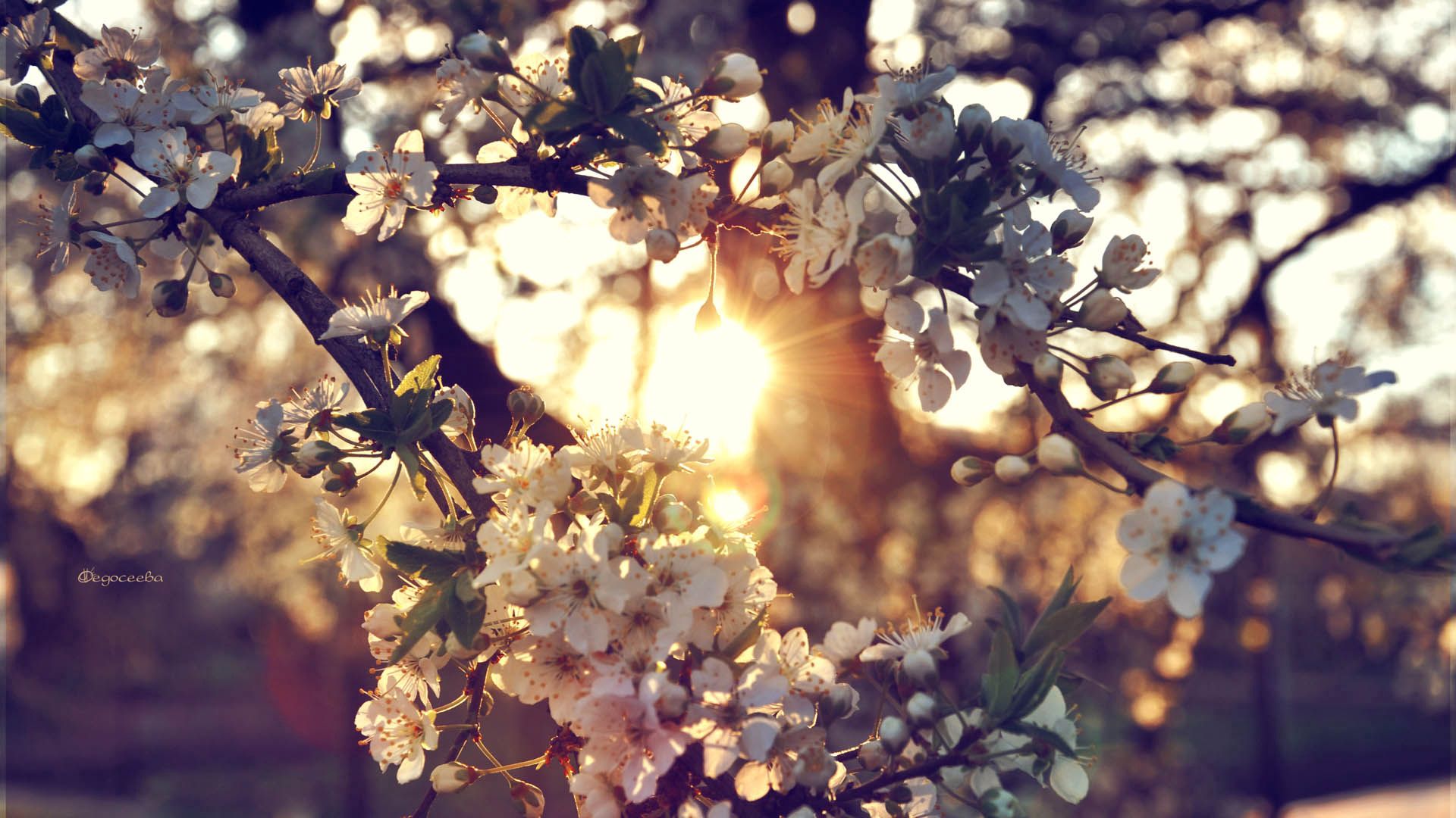 Free download wallpaper Spring, Branch, Flowers on your PC desktop