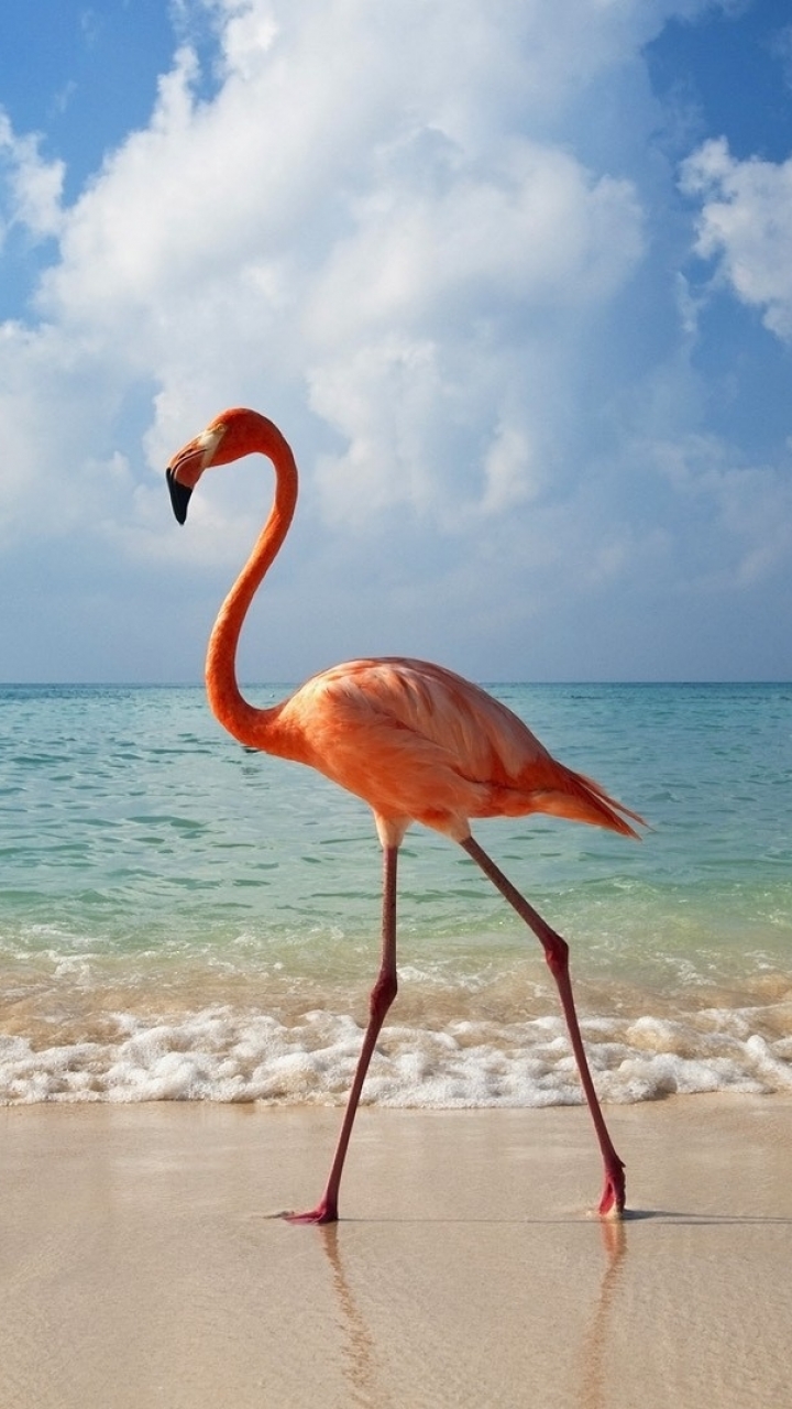 Download mobile wallpaper Birds, Flamingo, Animal for free.