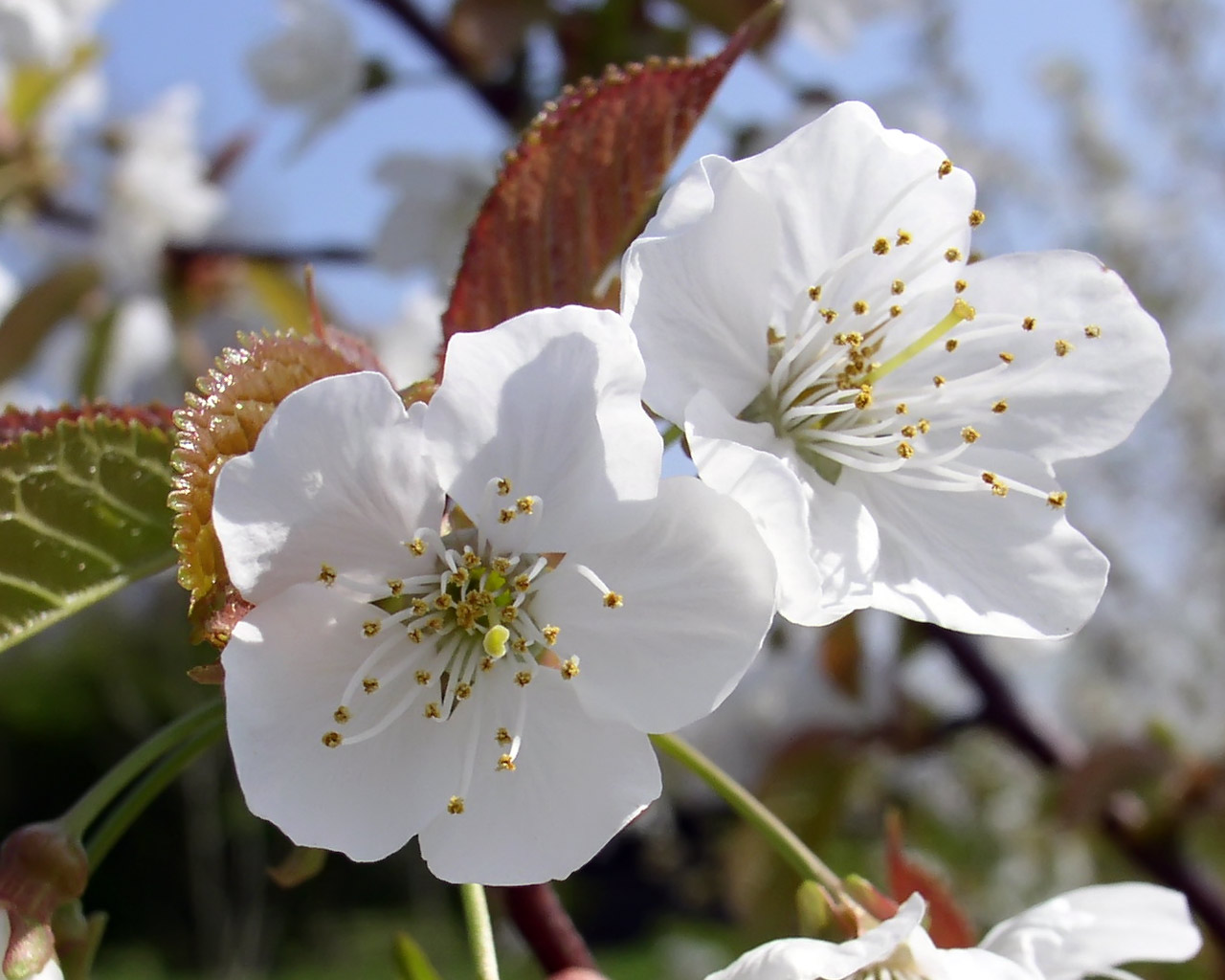 Téléchargez des papiers peints mobile Fleur, Terre/nature gratuitement.