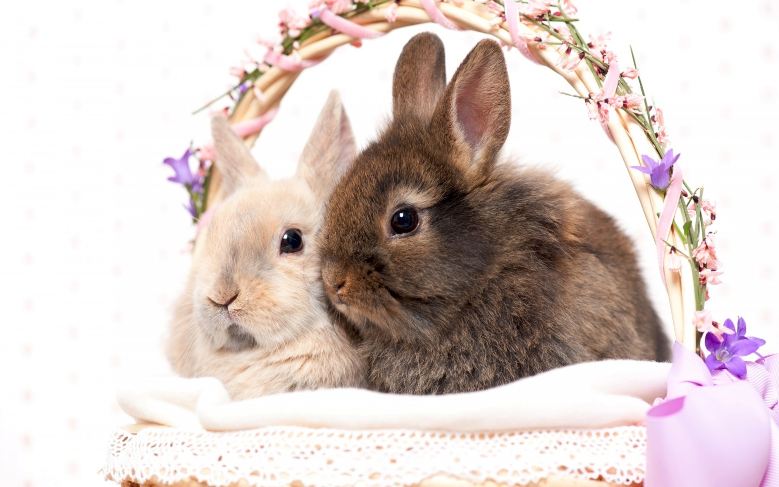 Download mobile wallpaper Animal, Rabbit for free.