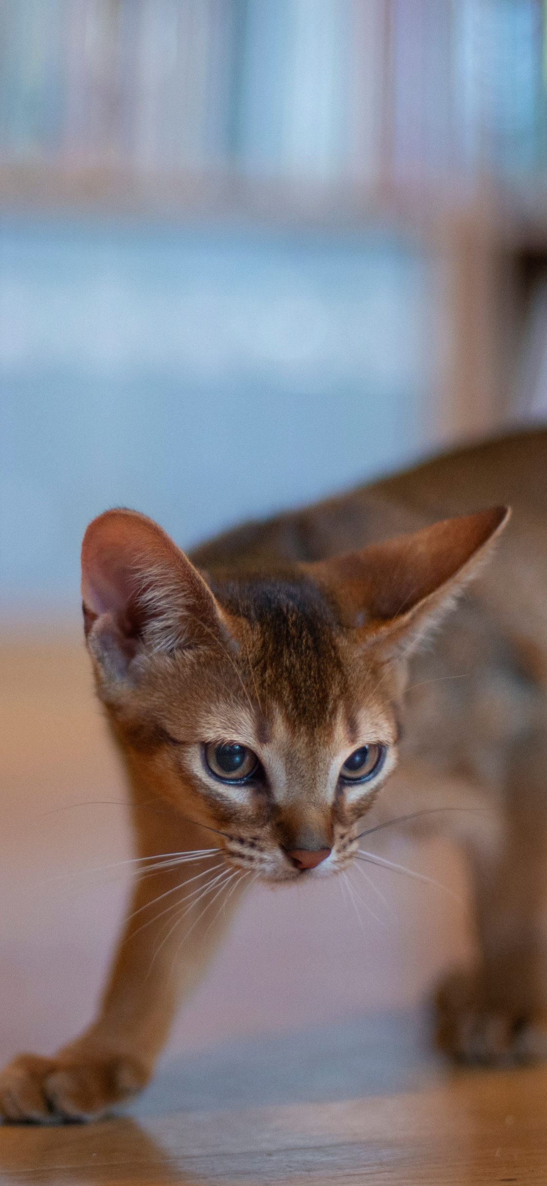 無料モバイル壁紙動物, ネコ, 猫, 子猫, アビシニアンキャットをダウンロードします。