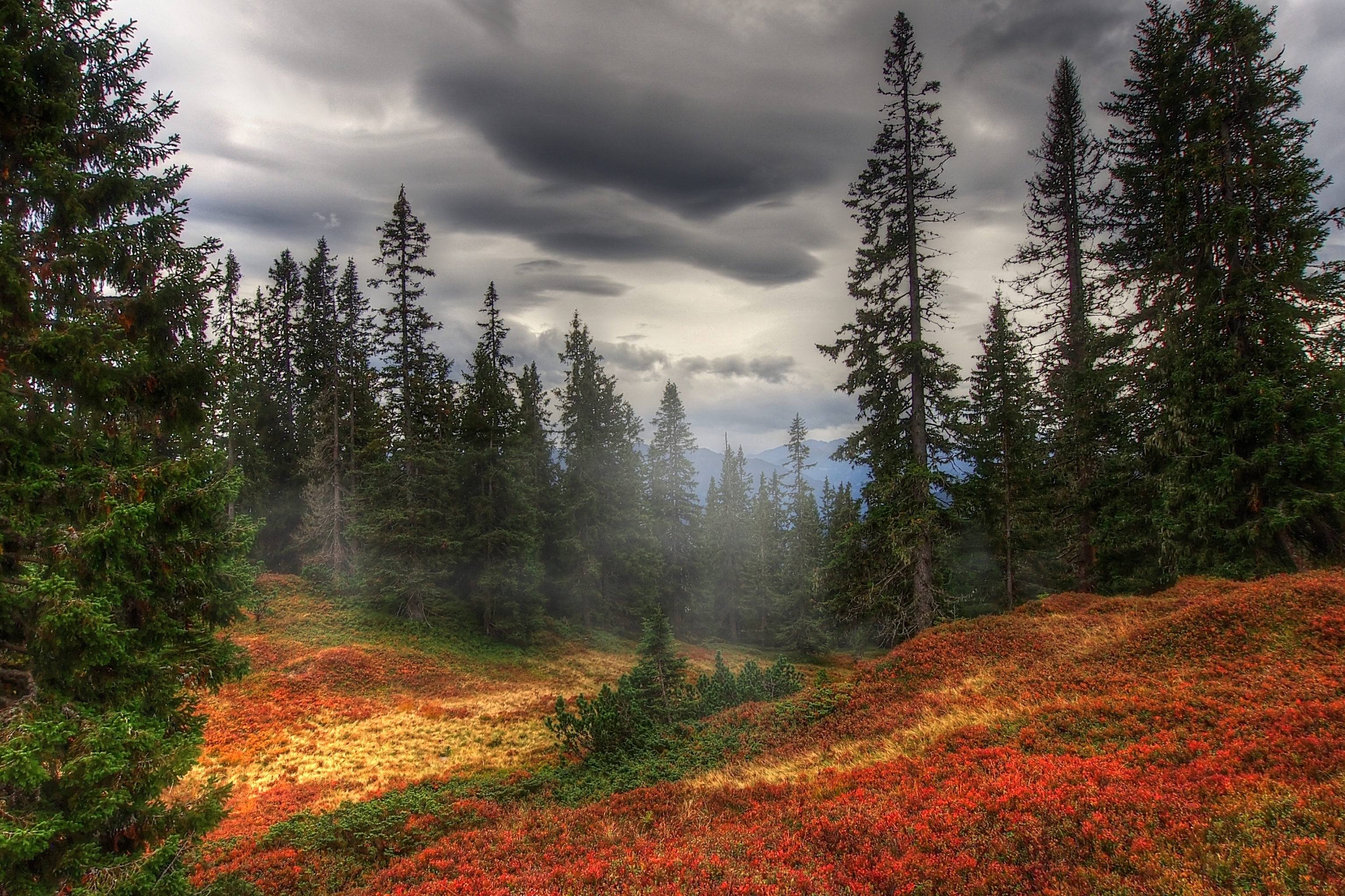 Laden Sie das Herbst, Wald, Erde/natur-Bild kostenlos auf Ihren PC-Desktop herunter