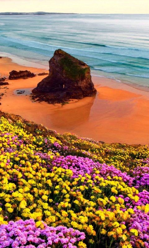 Download mobile wallpaper Beach, Flower, Ocean, Earth, Coastline for free.