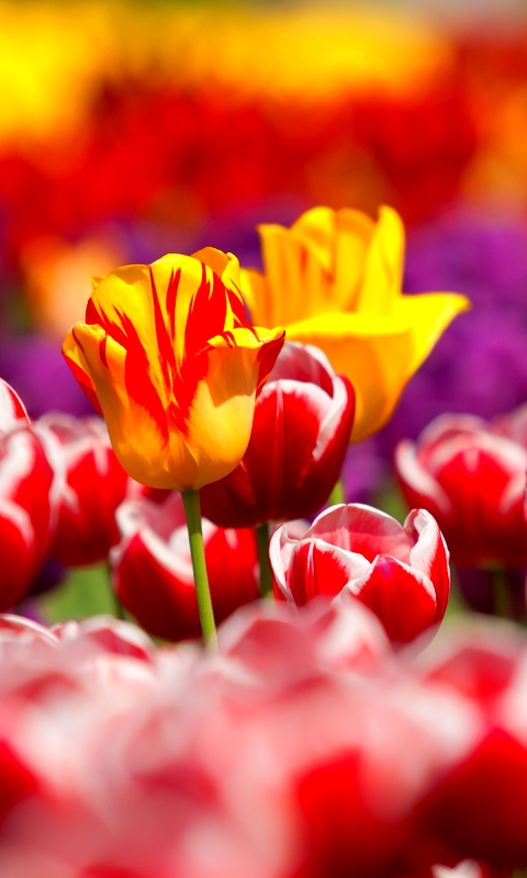無料モバイル壁紙フラワーズ, チューリップ, 花, 地球, 黄色い花, 赤い花をダウンロードします。