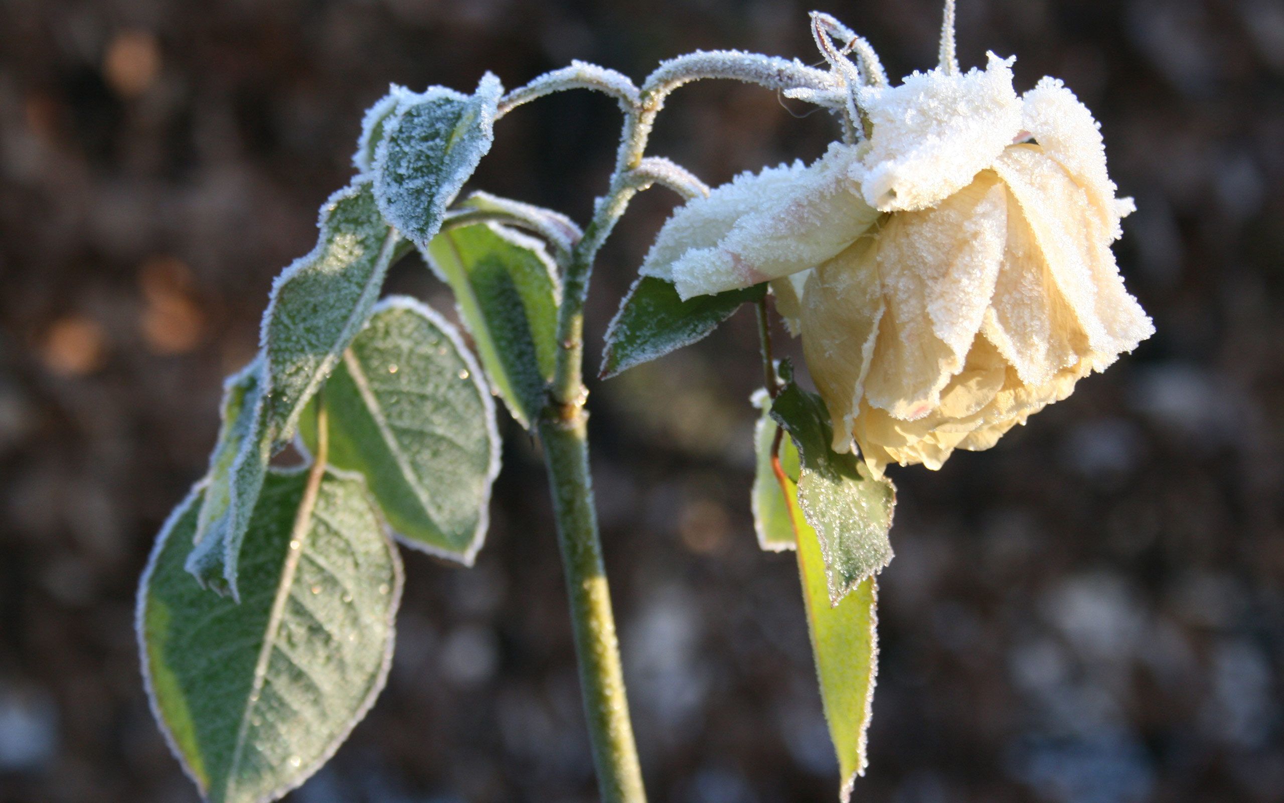 Baixe gratuitamente a imagem Flores, Rosa, Flor, Terra/natureza, Frozen Uma Aventura Congelante na área de trabalho do seu PC