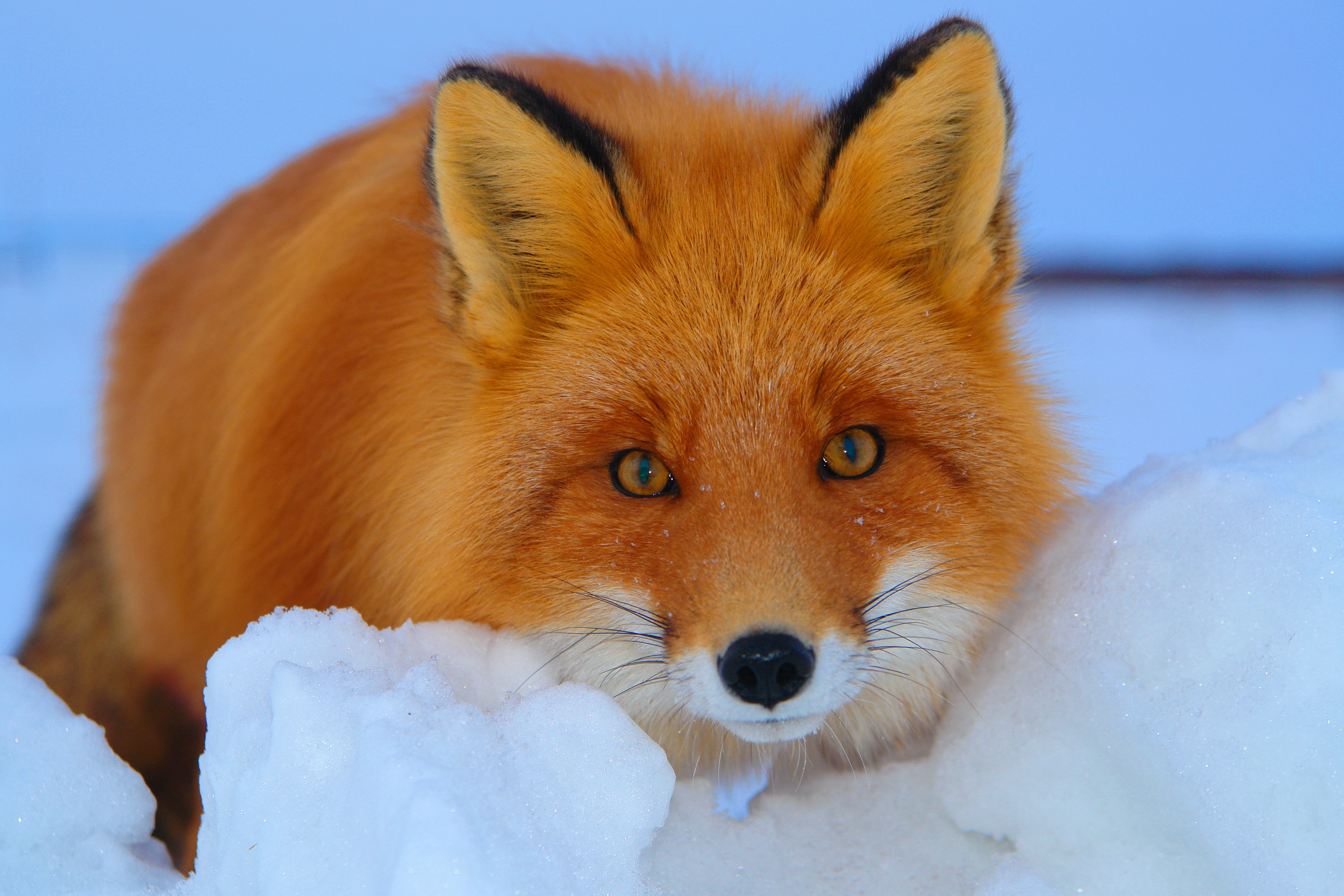 Free download wallpaper Winter, Snow, Fox, Animal, Cute on your PC desktop