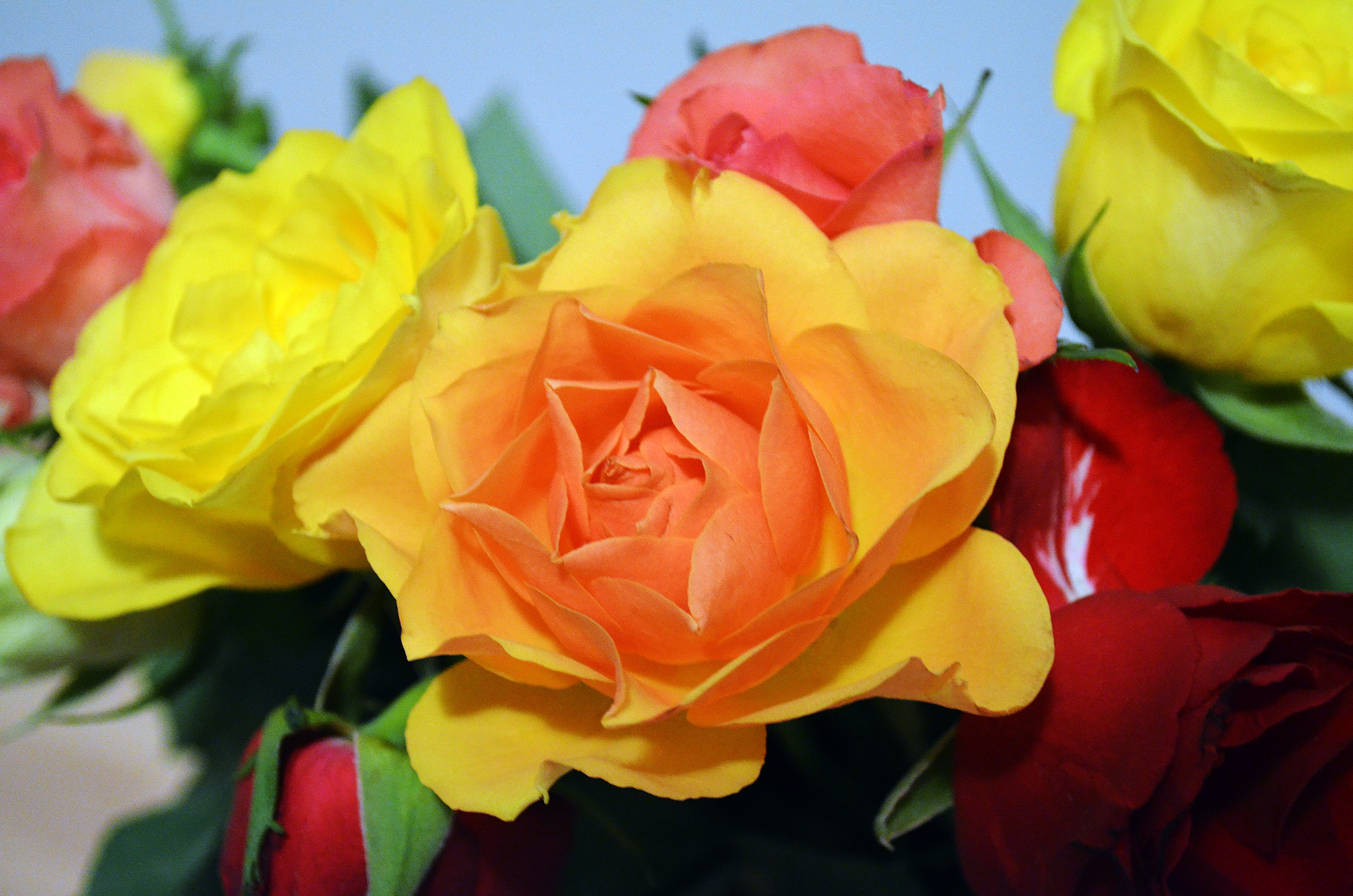 Descarga gratuita de fondo de pantalla para móvil de Flores, Ramo, Roses.