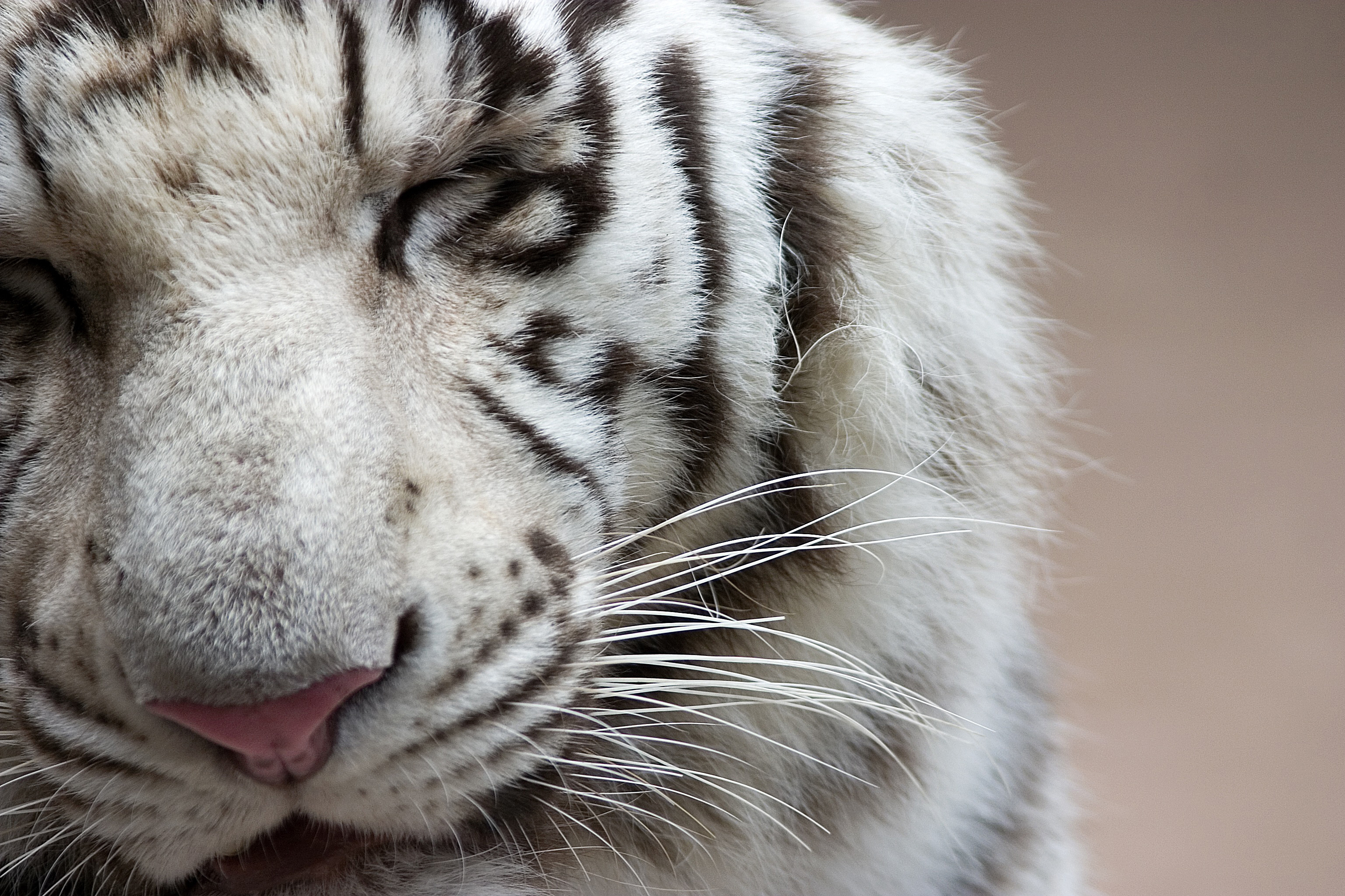 Скачати мобільні шпалери Білий Тигр, Коти, Тварина безкоштовно.
