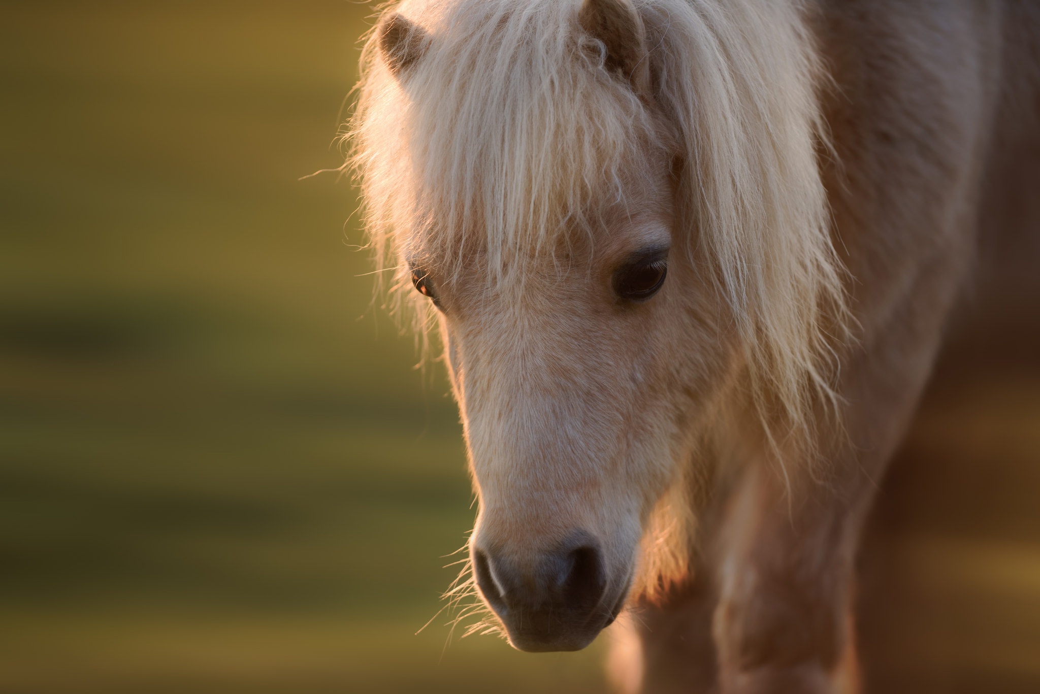 873226 descargar fondo de pantalla animales, caballo, bebe animal, potro: protectores de pantalla e imágenes gratis
