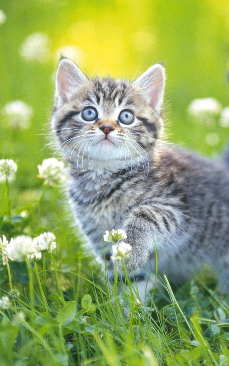 Download mobile wallpaper Cats, Grass, Flower, Cat, Kitten, Animal, Spring, Cute, Baby Animal for free.