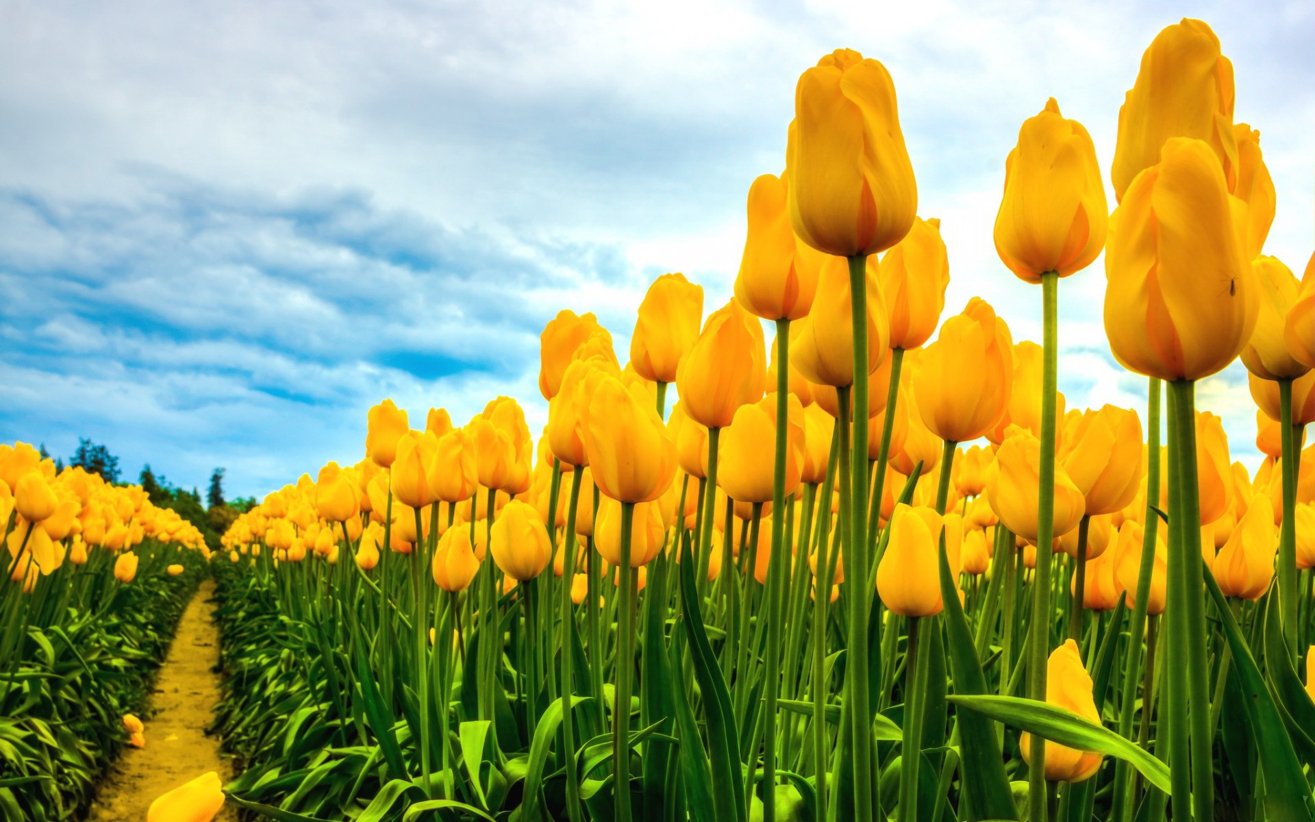 299915 descargar imagen tulipán, tierra/naturaleza, flores: fondos de pantalla y protectores de pantalla gratis