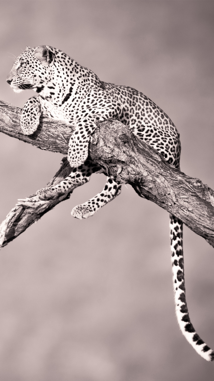 Download mobile wallpaper Cats, Leopard, Animal for free.