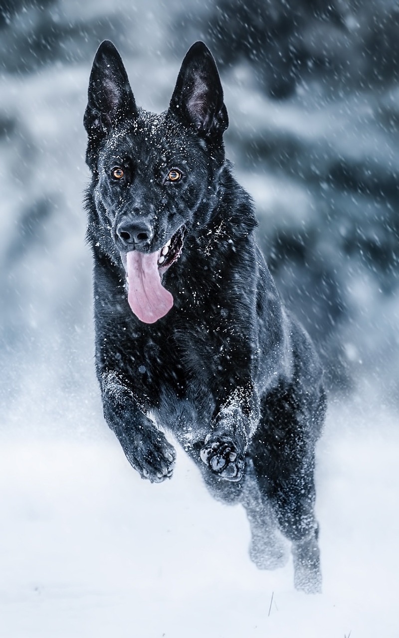 Download mobile wallpaper Winter, Dogs, Dog, Animal, German Shepherd, Snowfall for free.